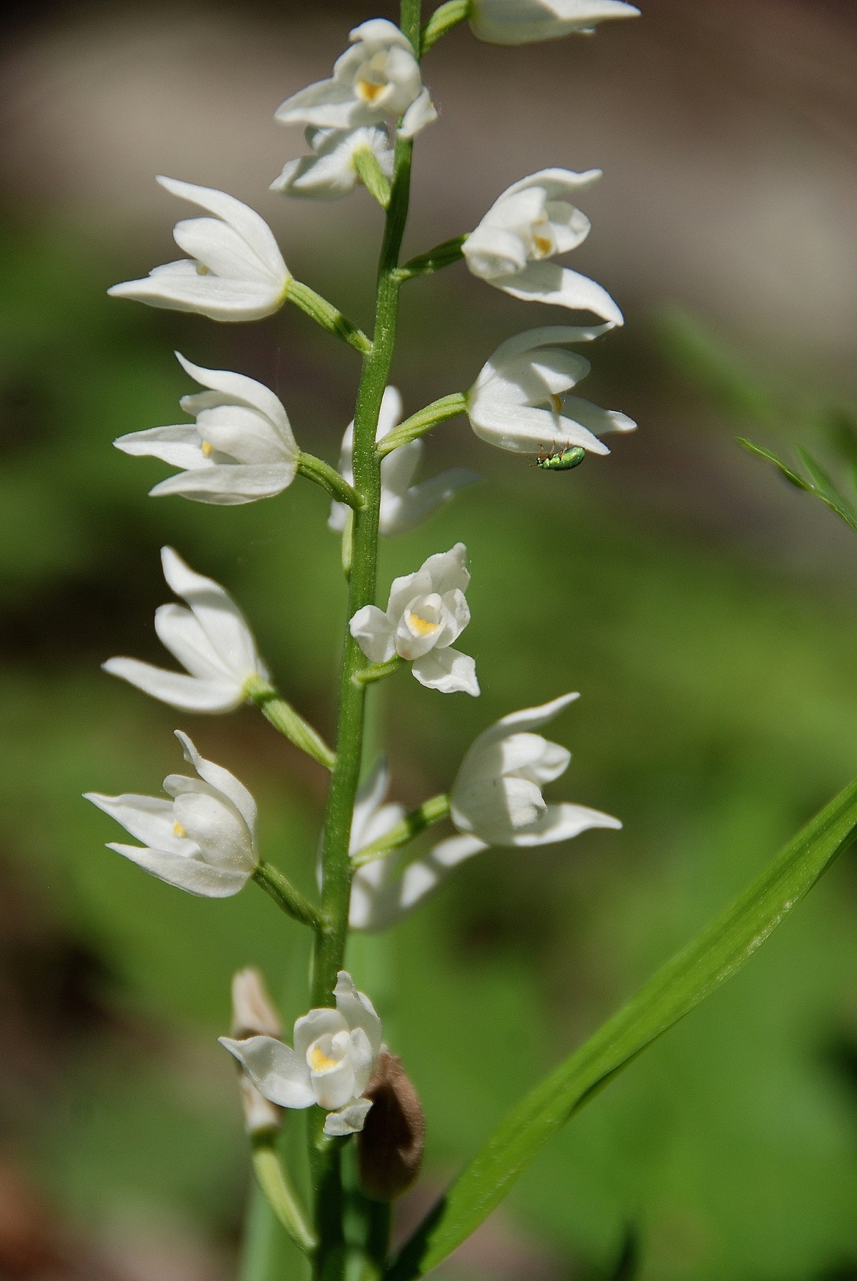 Purkersdorf-30042018-(10)-Cephalantera longifolia - Schmalblatt-Waldvögelein.JPG