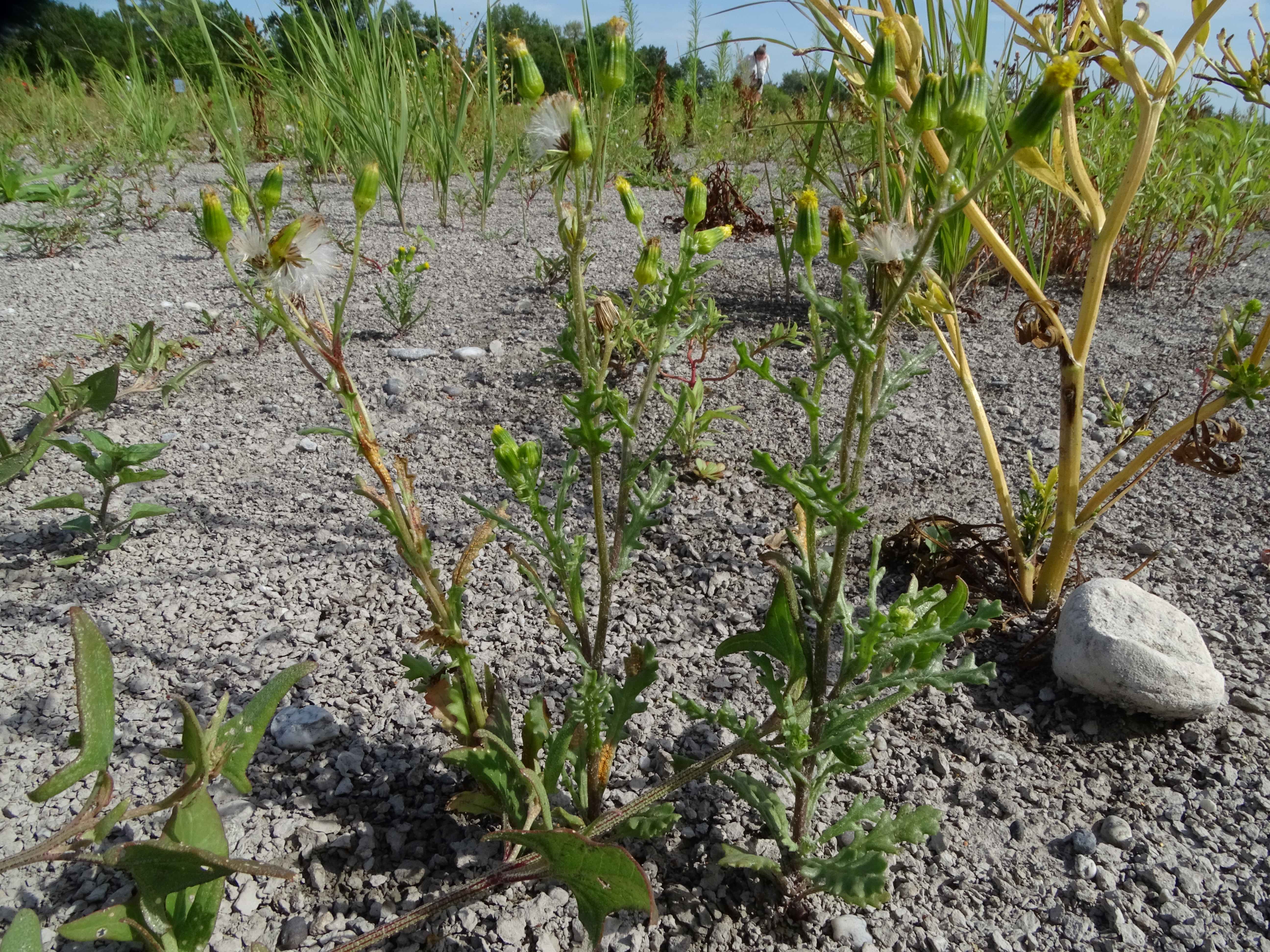 DSC08916 zicksee, 2023-07-14, senecio vulgaris, ranunculus sclereratus, atriplex prostrata.jpg