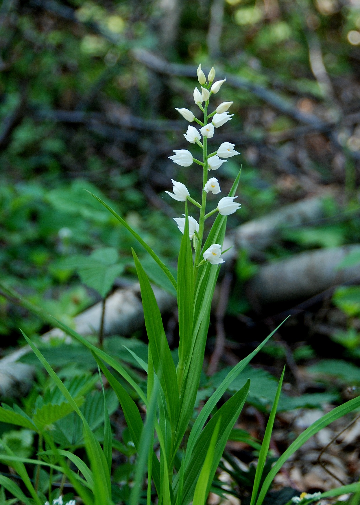 Purkersdorf-30042018-(11)-Cephalantera longifolia - Schmalblatt-Waldvögelein.JPG