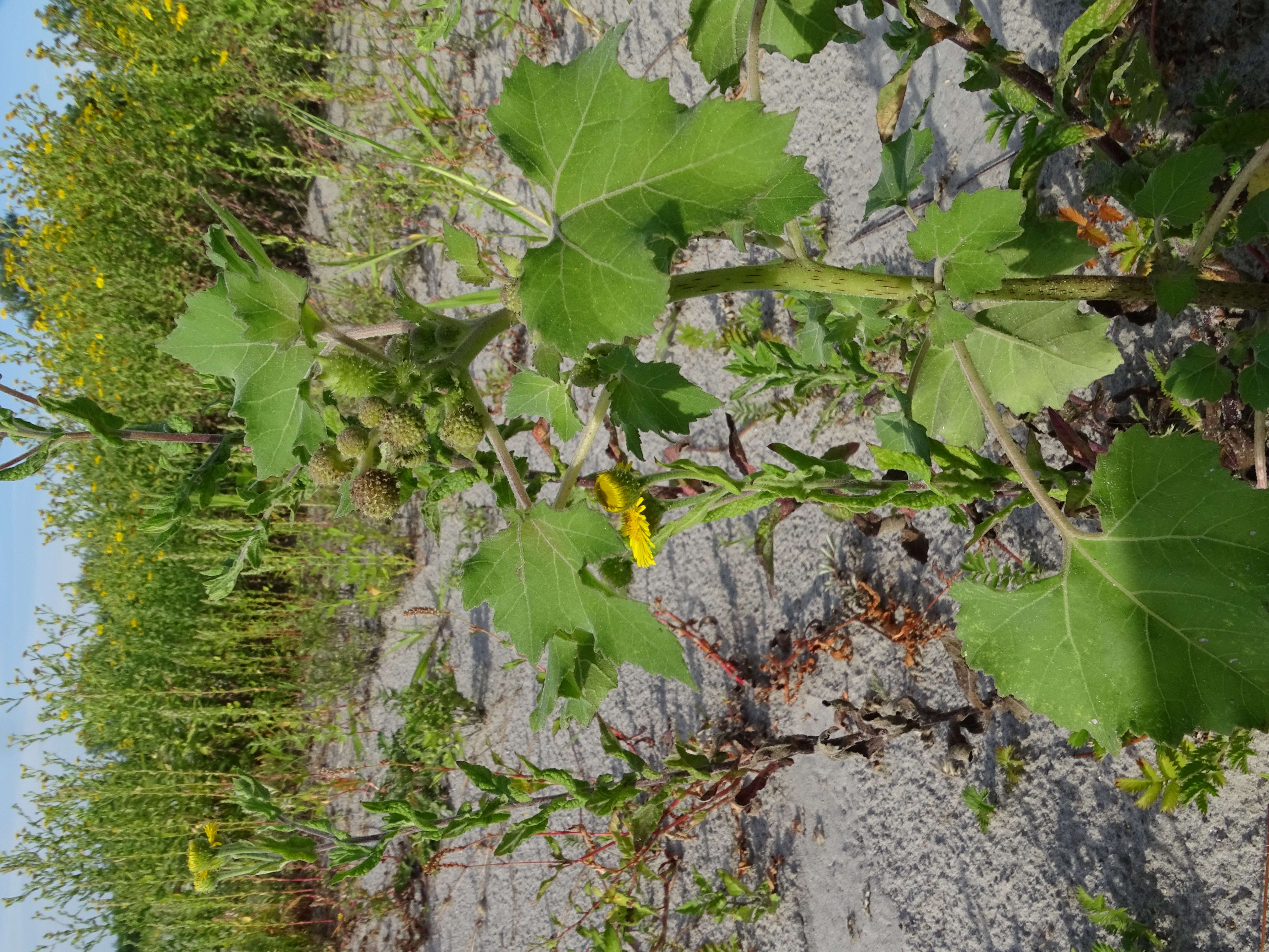 DSC08955 zicksee, 2023-07-14, xanthium sp.jpg