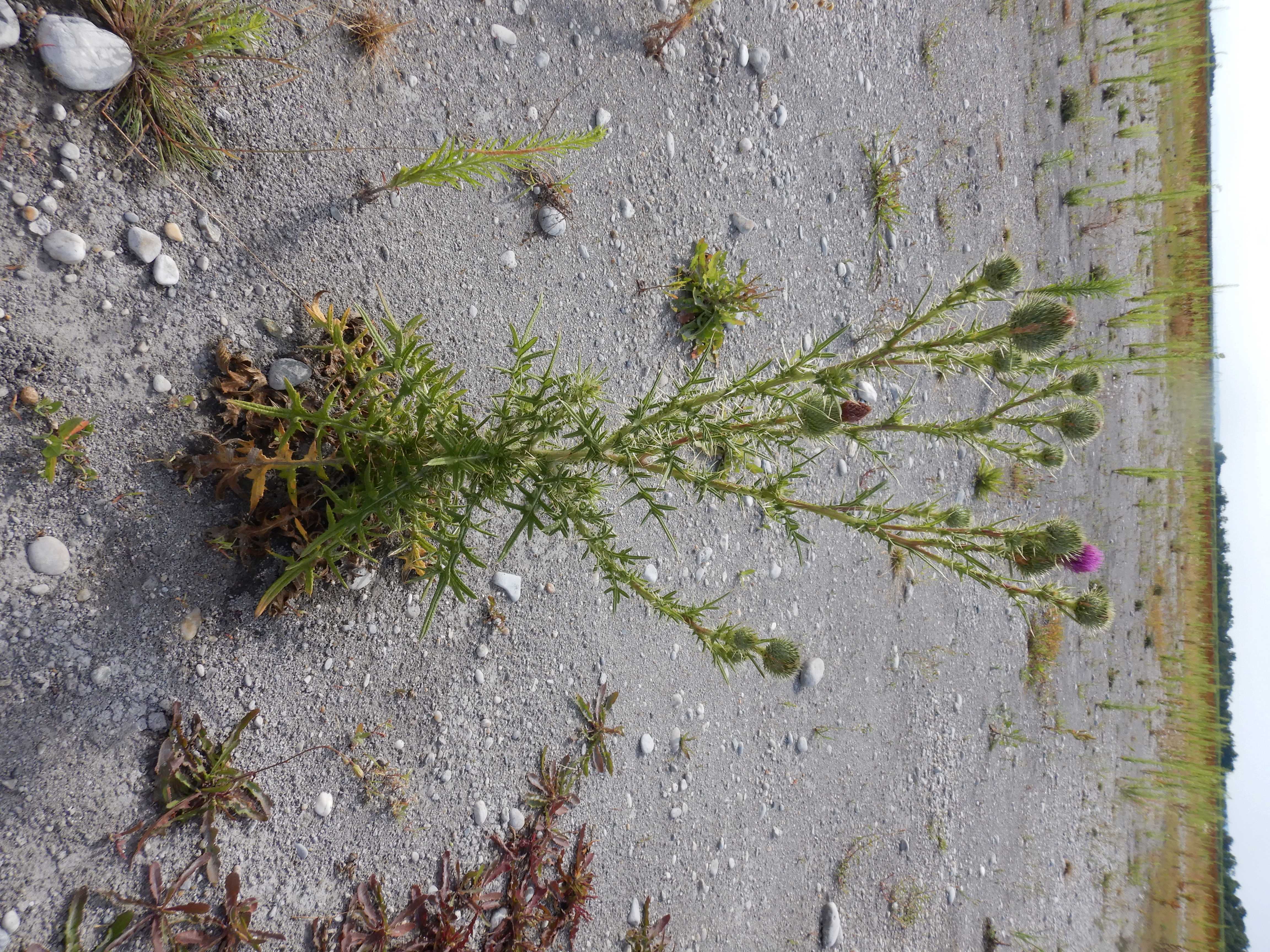 DSCN3314 zicksee, 2023-07-14, cirsium vulgare.jpg