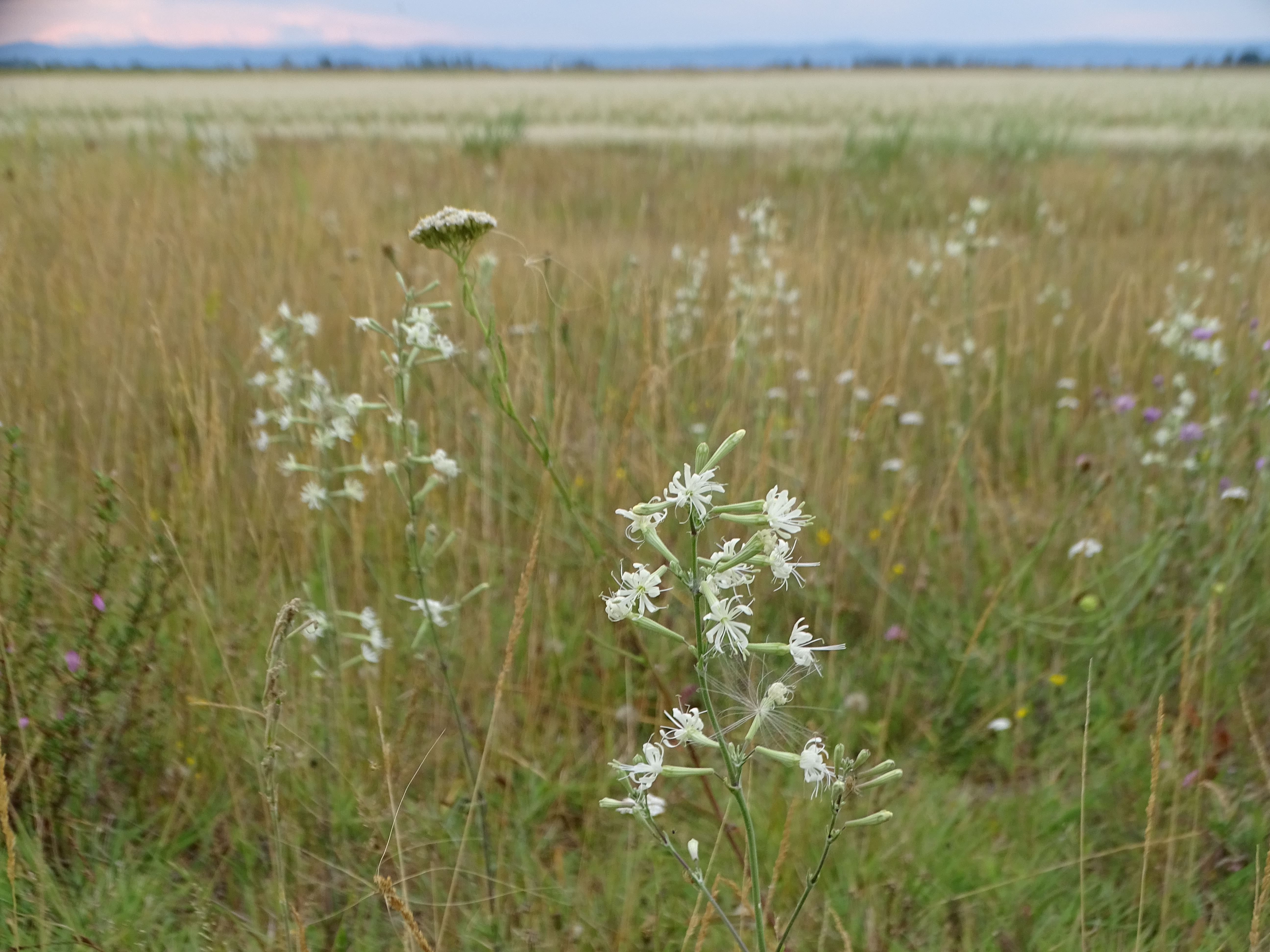 DSC09086 lange lacke, 2023-07-14, silene multiflora.jpg