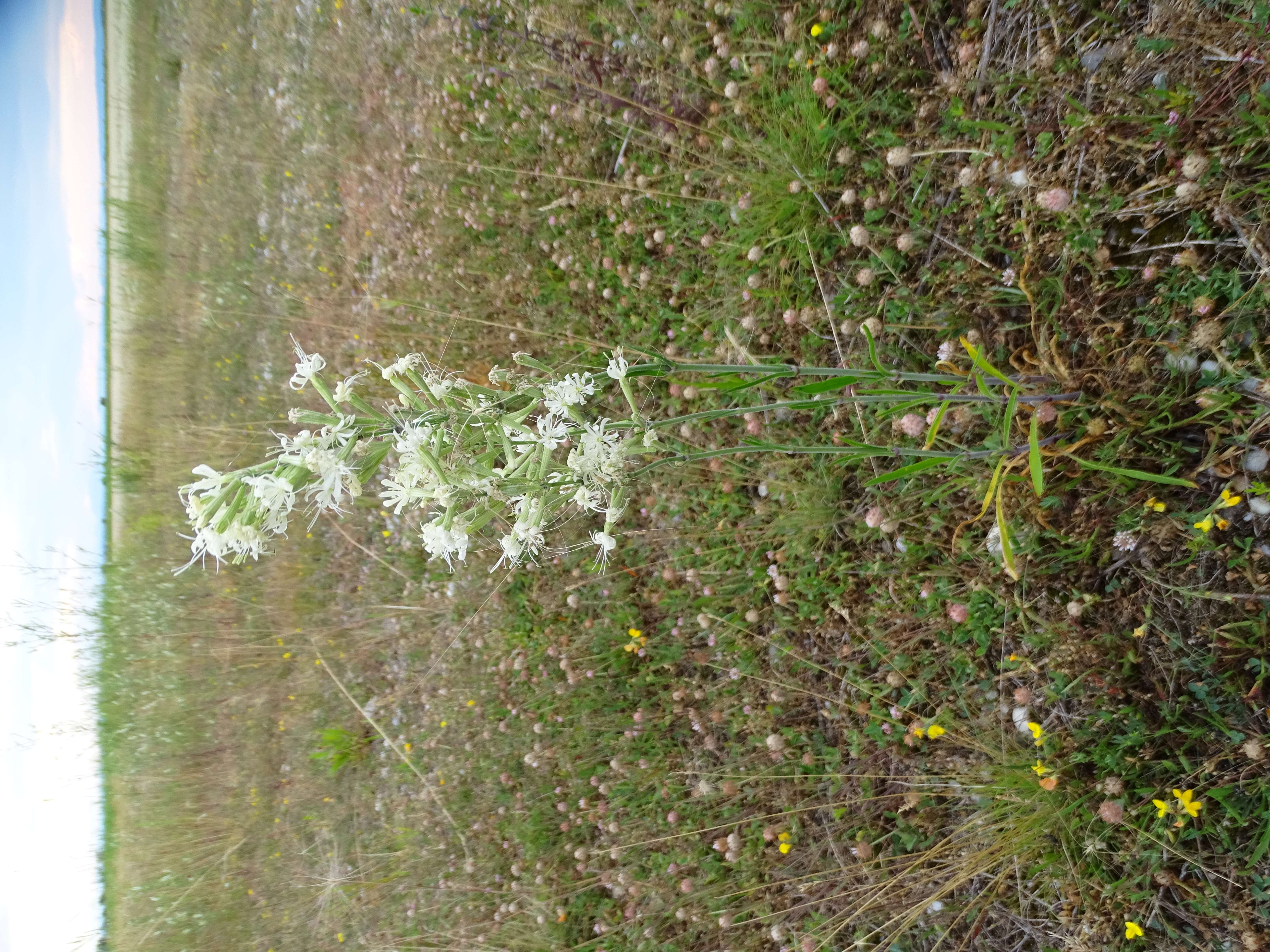 DSC09091 lange lacke, 2023-07-14, silene multiflora, trifolium fragiferum.jpg