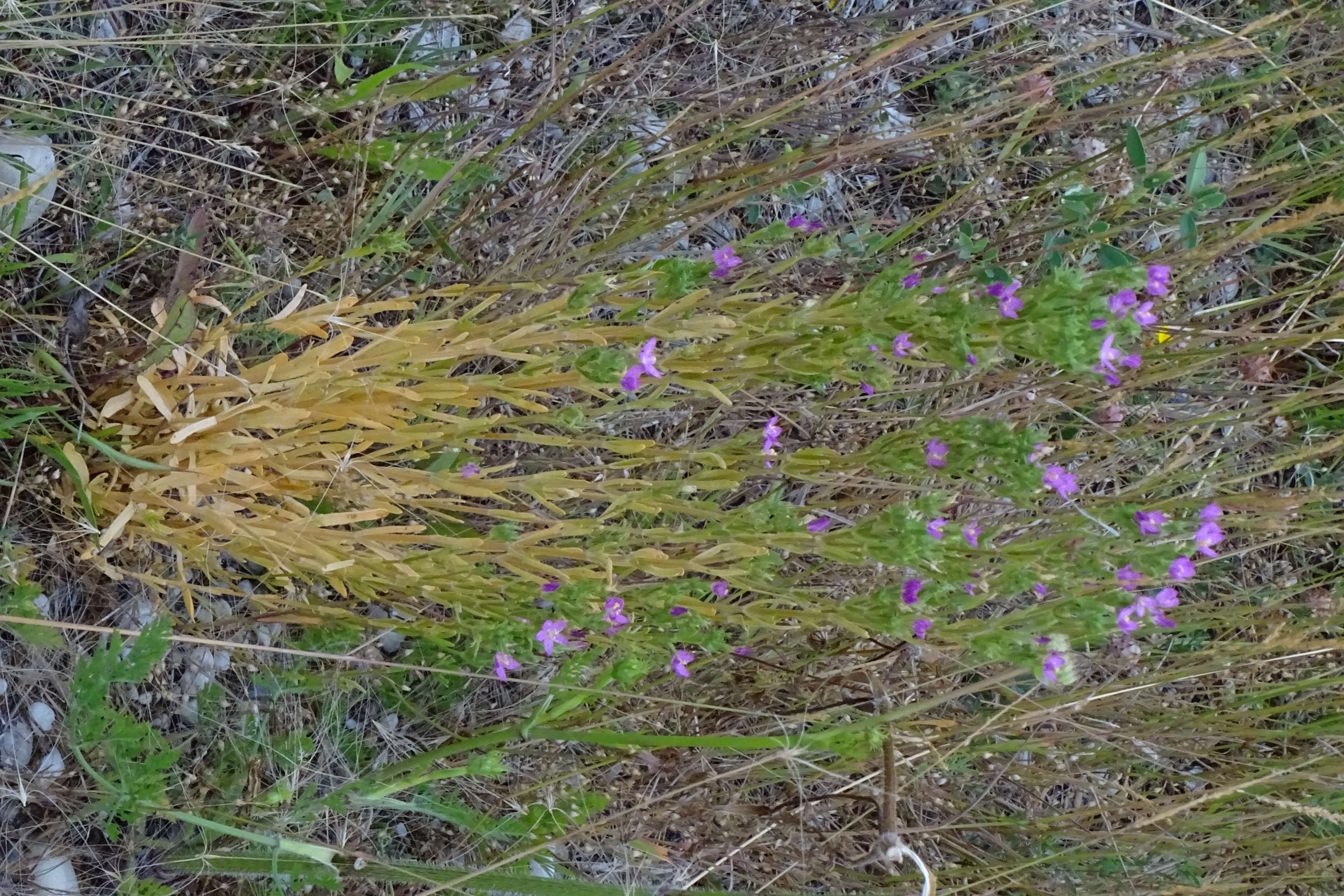 DSC09114 lange lacke, 2023-07-14, centaurium littorale.jpg