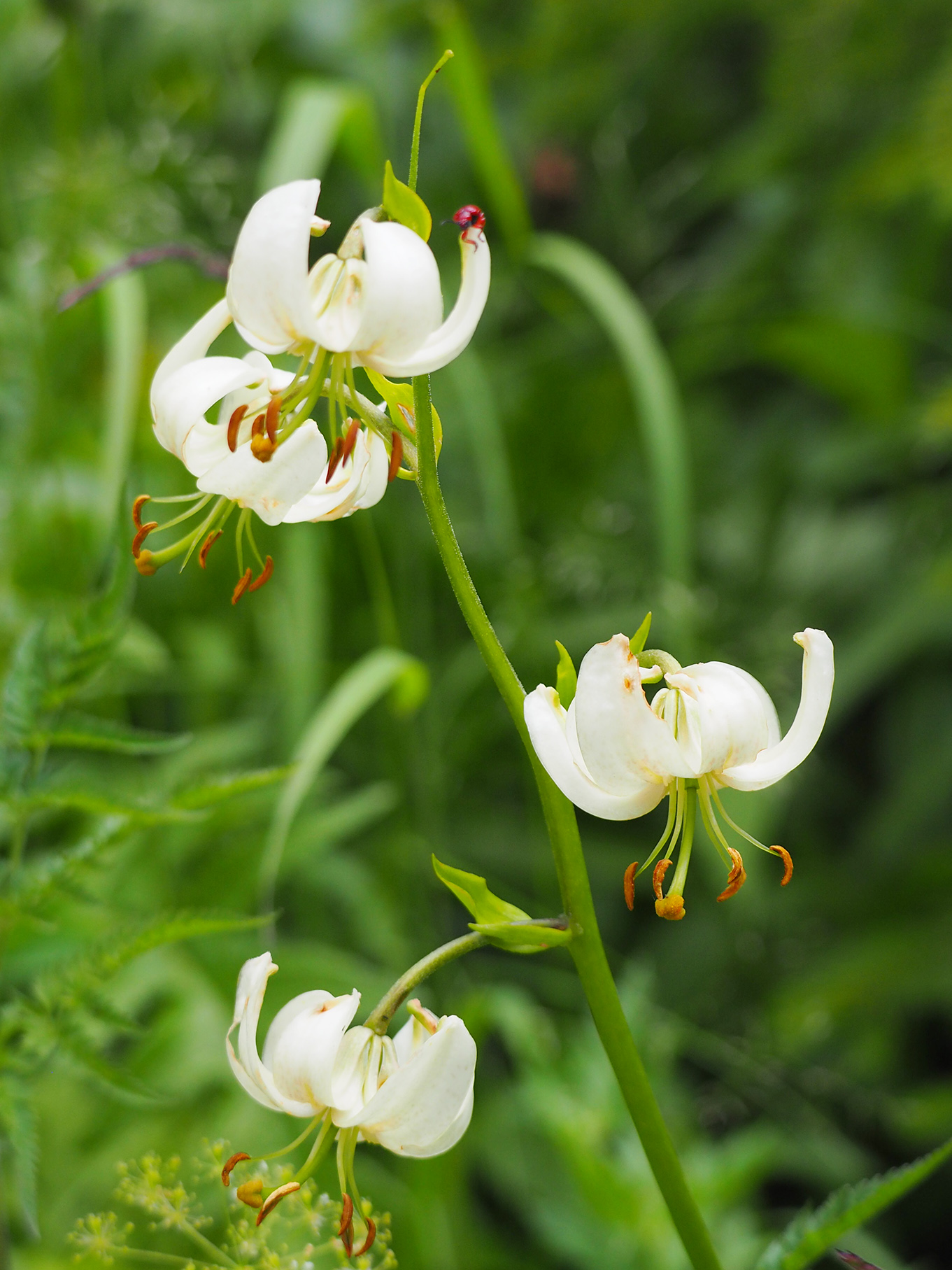 Lilium martagon.jpg