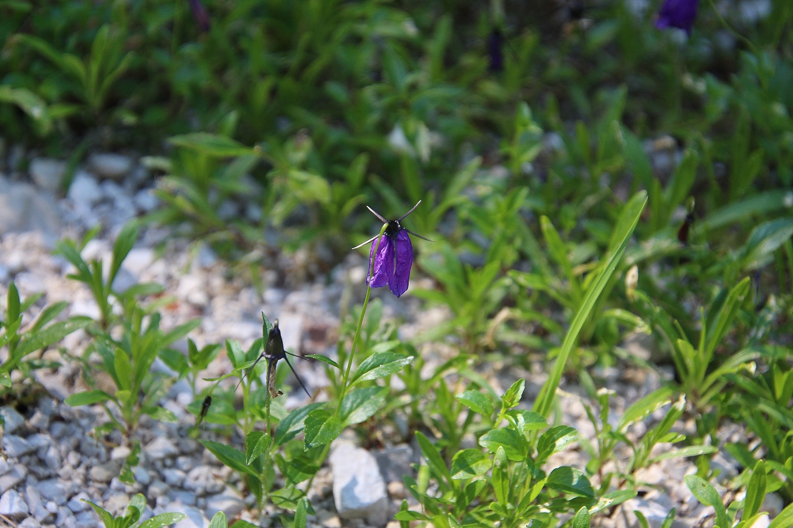 Neuhaus - 15072023 - (387) - - Campanula pulla - dunkle Glockenblume.JPG