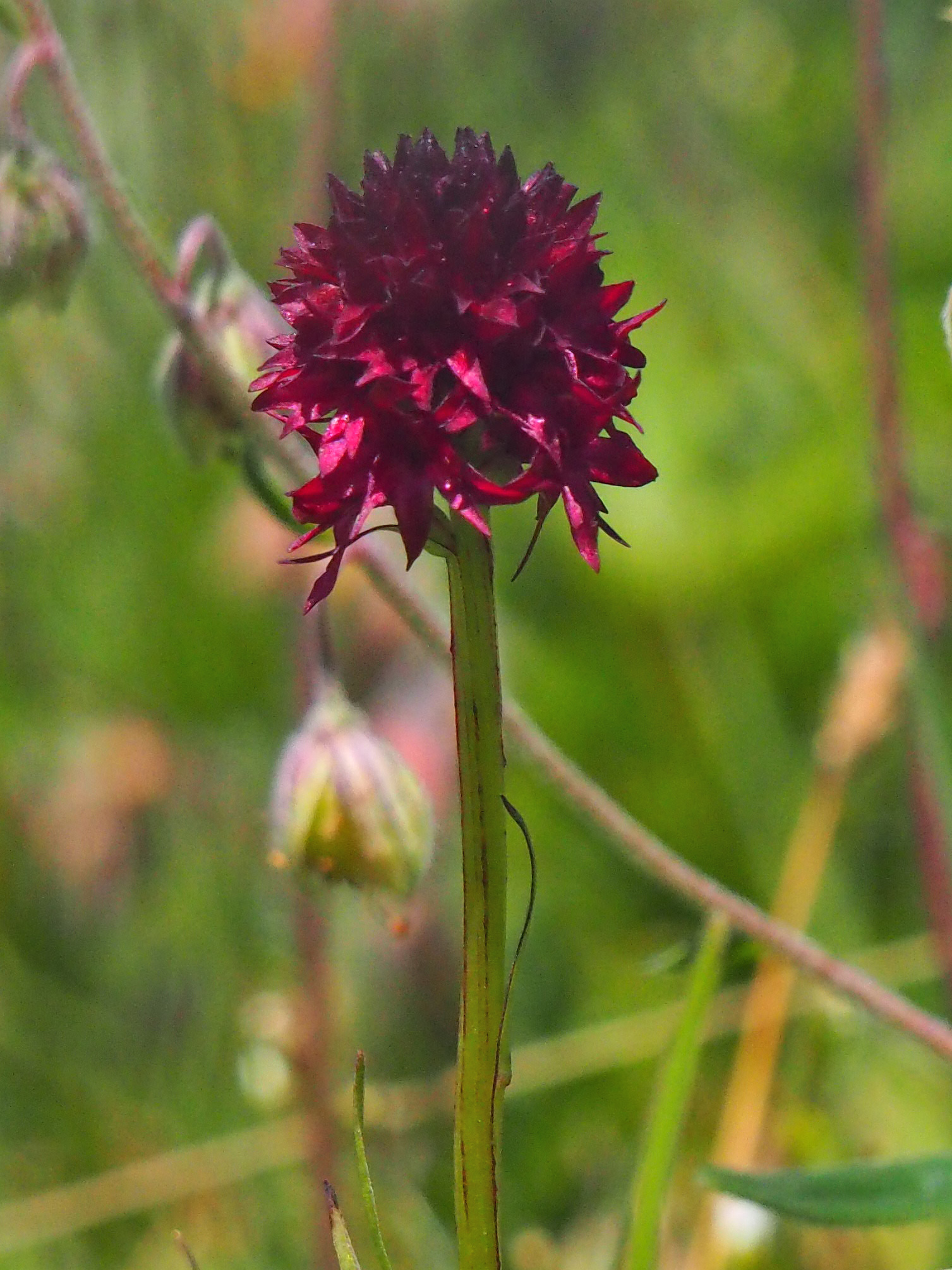 Nigritella rhellicani2_brandkogel.jpg