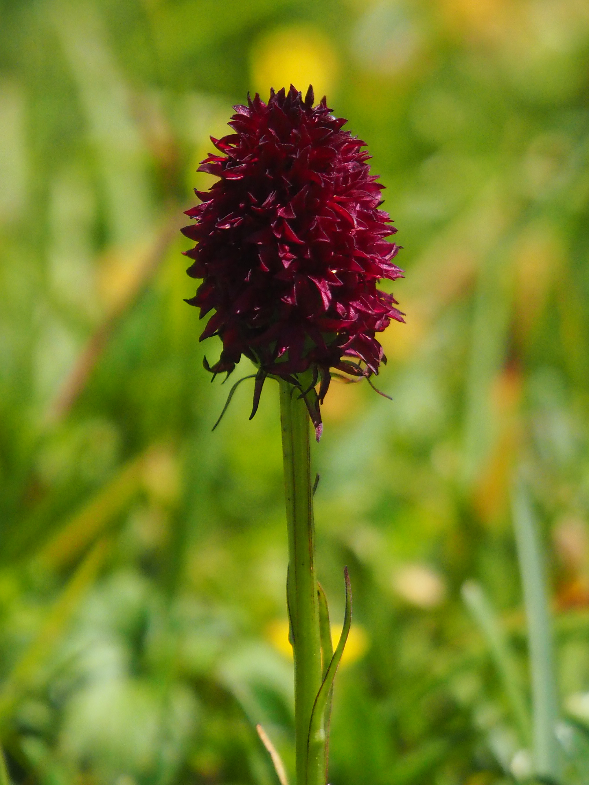 Nigritella rhellicani1_brandkogel.jpg