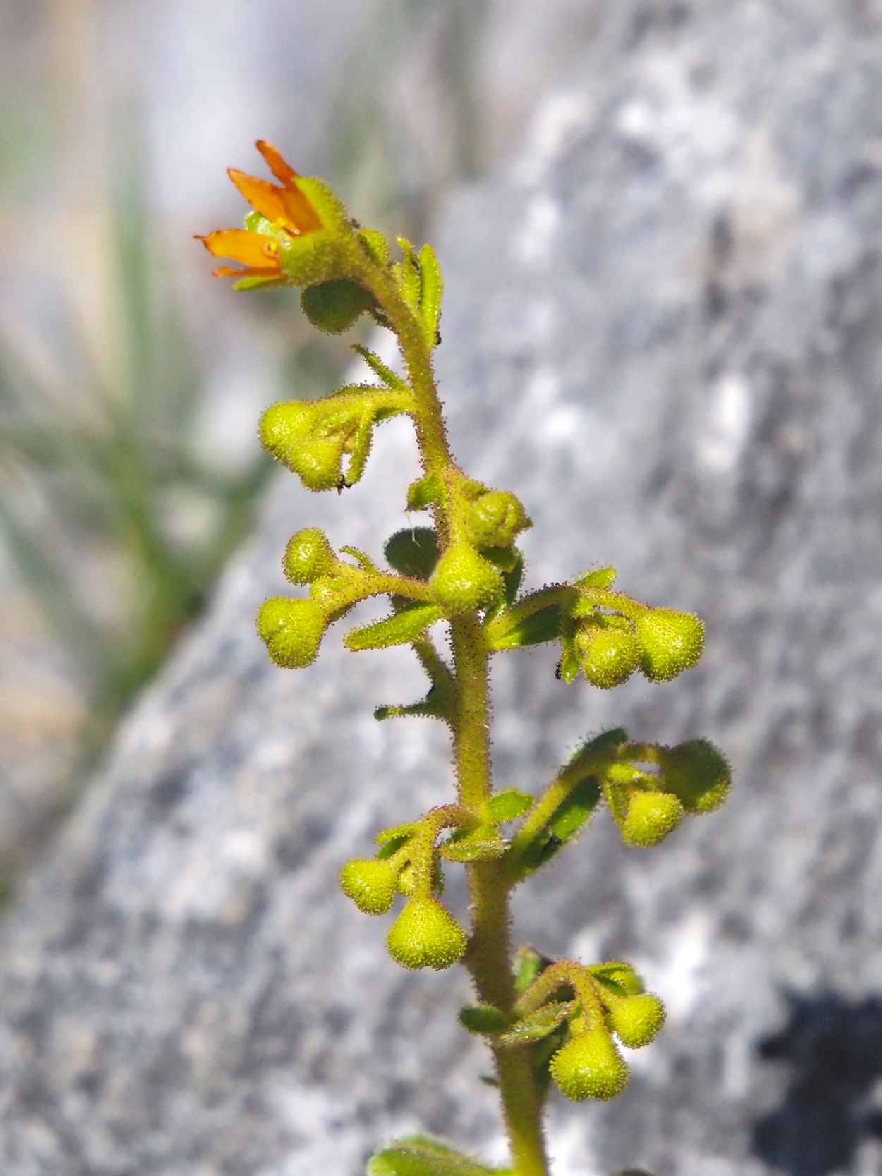 saxifraga mutata_brandkogel23.jpg