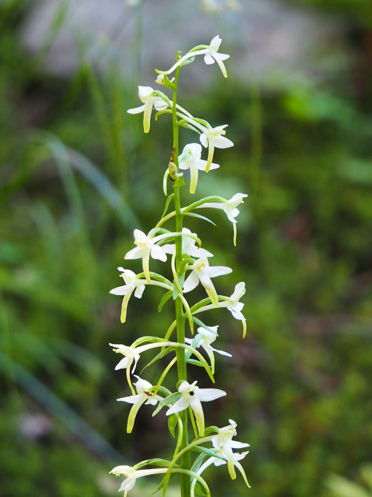 platanthera bifolia_brandkogel23.jpg