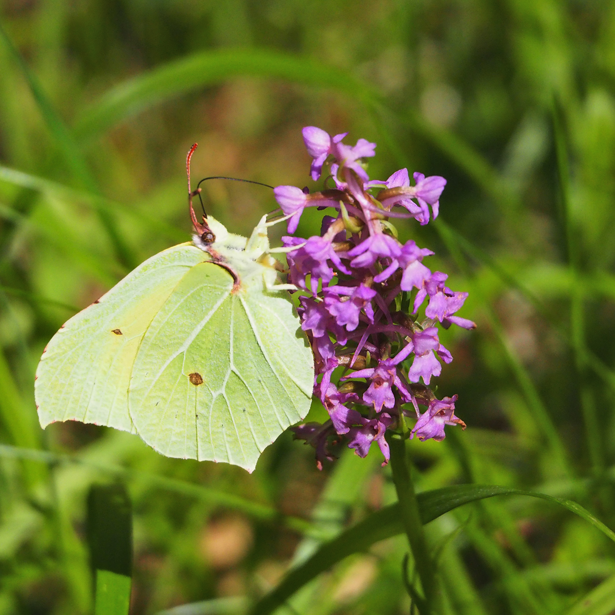 gymnadenia4_brandkogel23.jpg