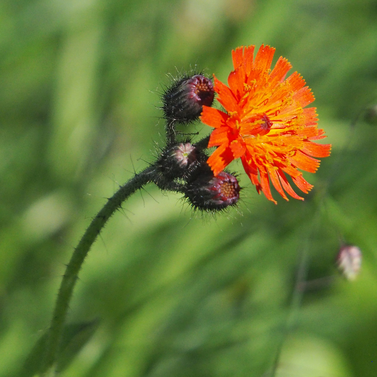 Pilosella aurantiaca_brandkogel23.jpg