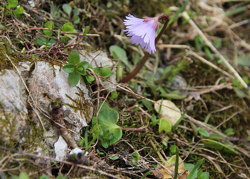 Göller - 03072023 - (246) -  - Soldanella alpina.JPG