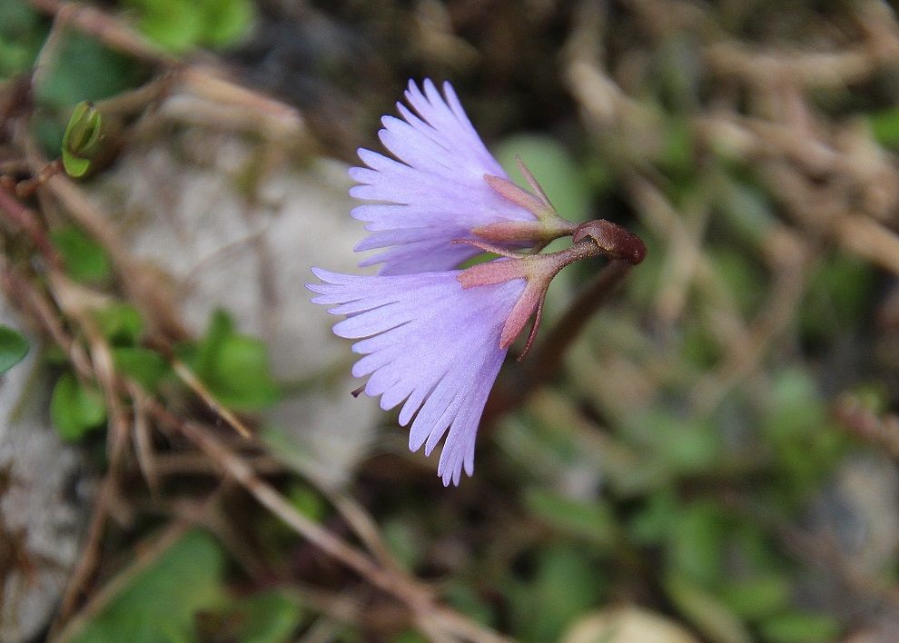 Göller - 03072023 - (247) -  - Soldanella alpina.JPG