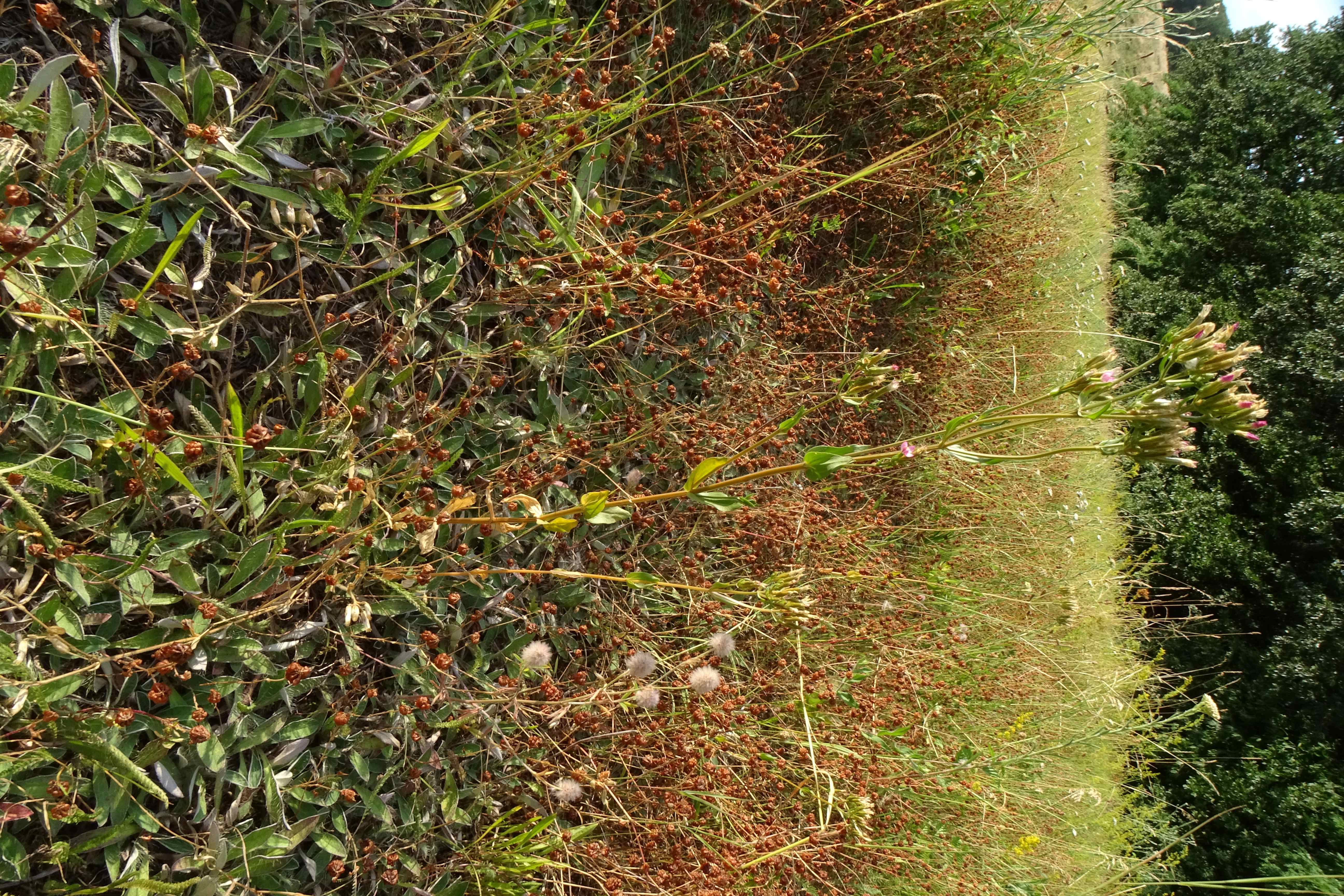 DSC09578 oberkreuzstetten, 2023-07-22, centaurium erythraea, trifolium arvense etc.jpg