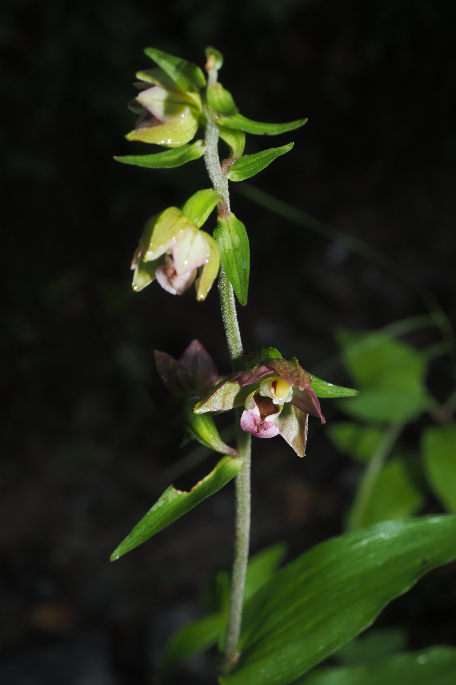 20230724_0036_A7240036_E_helleborine_helleborine.jpg