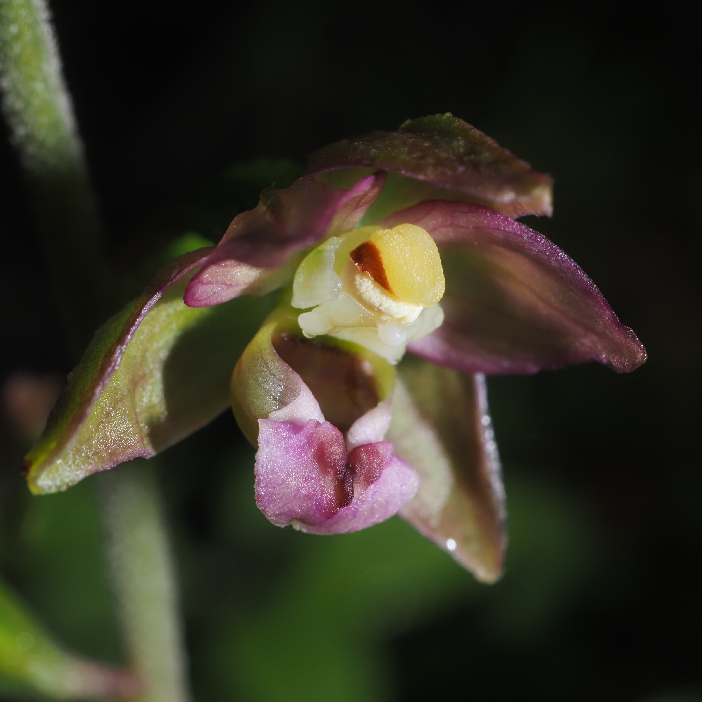 20230724_0038_A7240038_E_helleborine_helleborine.jpg