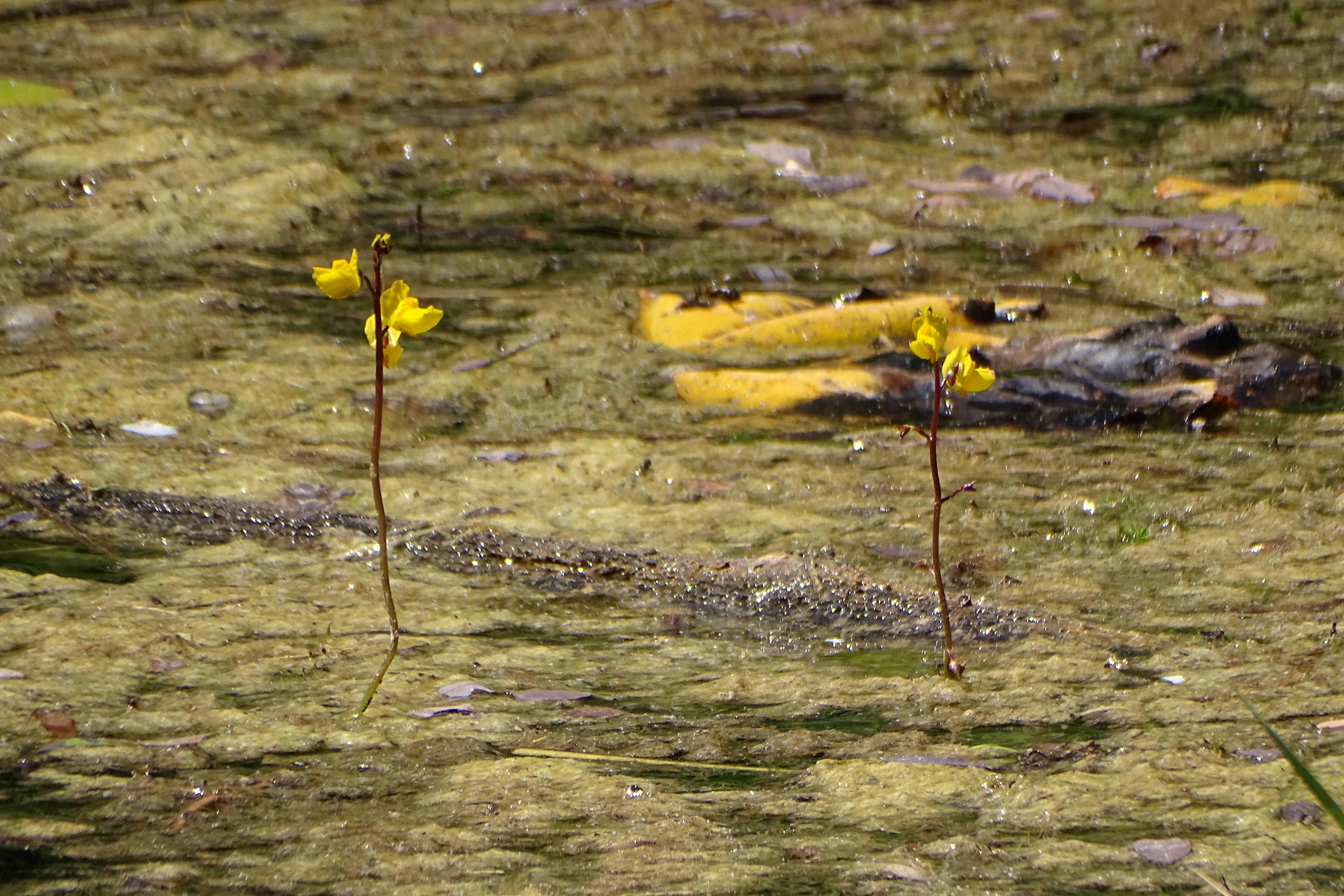 DSC09692 utricularia sp., donau-oder-kanal im np donauauen, 2023-07-23.jpg