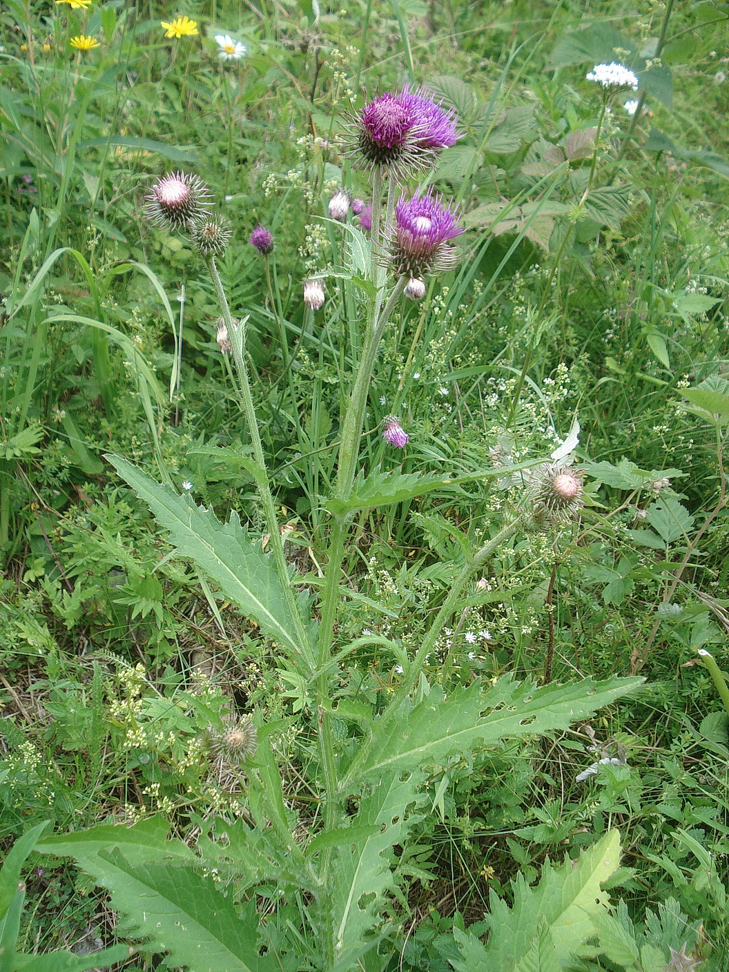 Carduus.defloratus.ssp.viridis x personata.OTir-Hollbrucker.Tal.10.Jul.22.JPG