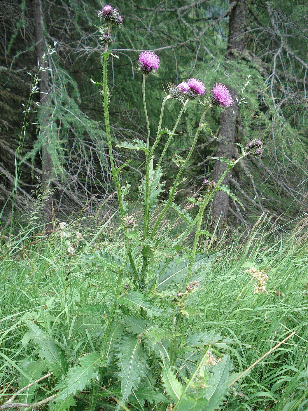 Carduus.defloratus.ssp.summanus x C.personata.T-Golzentipp.Scharwiese. 11.Jul.17.JPG