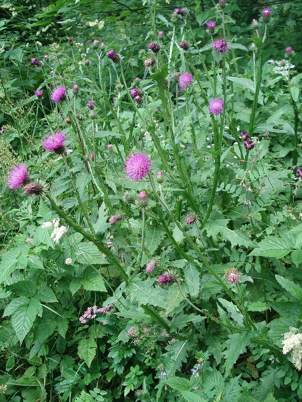 Carduus.defloratus.ssp.viridis x personata.St-Krumpenalm.JPG