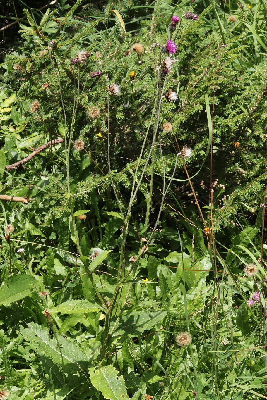 Carduus.defloratus.ssp.viridis x personata.St-Stuhleck.Pfaffensat 14.Aug.21.JPG