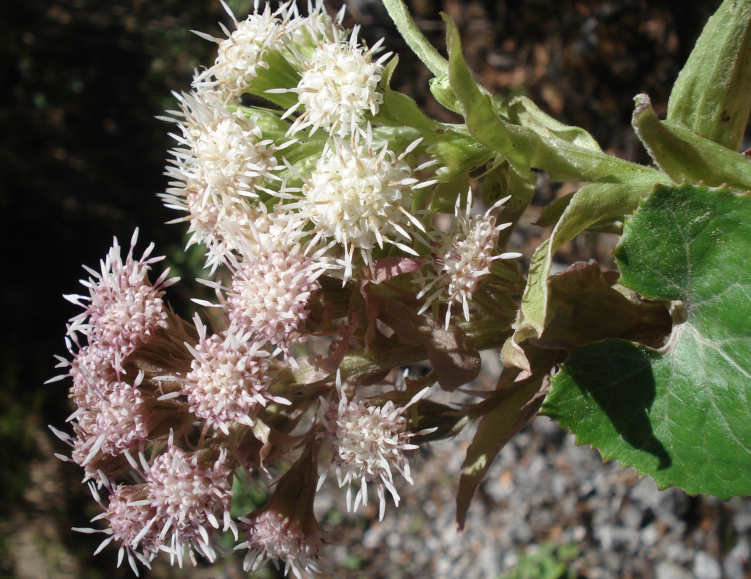 Petasites.albus x paradoxus.cf.K-Jaukensattel .3.5.20.JPG