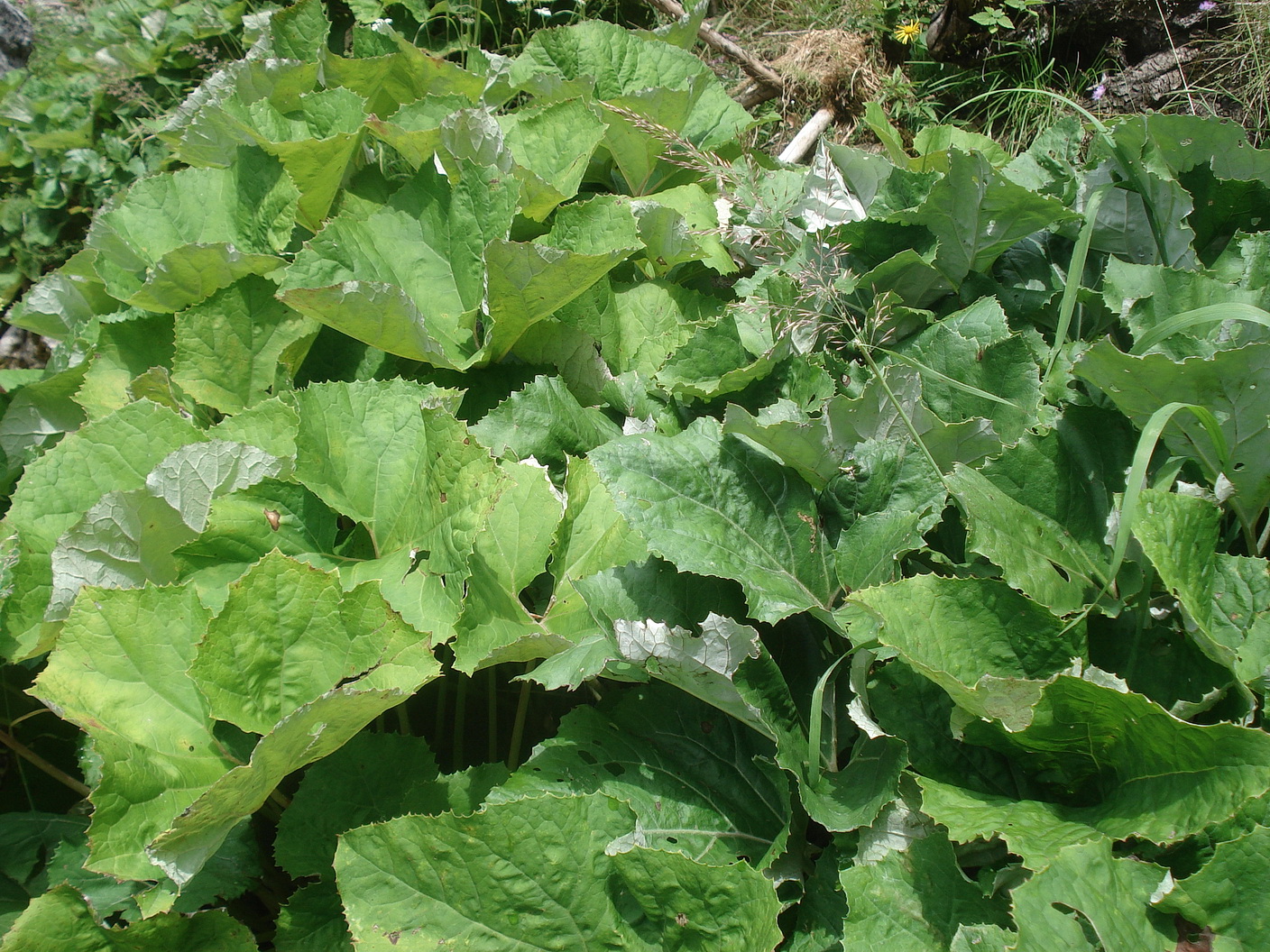 Petasites.albus x paradoxus.links.OÖ-Gimbach.b.Weißenbach.a.Attersee.31.Jul.22.JPG