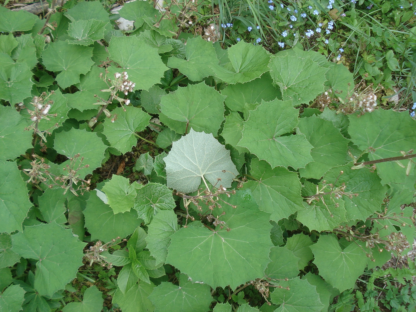 Petasites.albus x paradoxus.cf.I-Monteprat.Friaul. 19.Mai.23.JPG