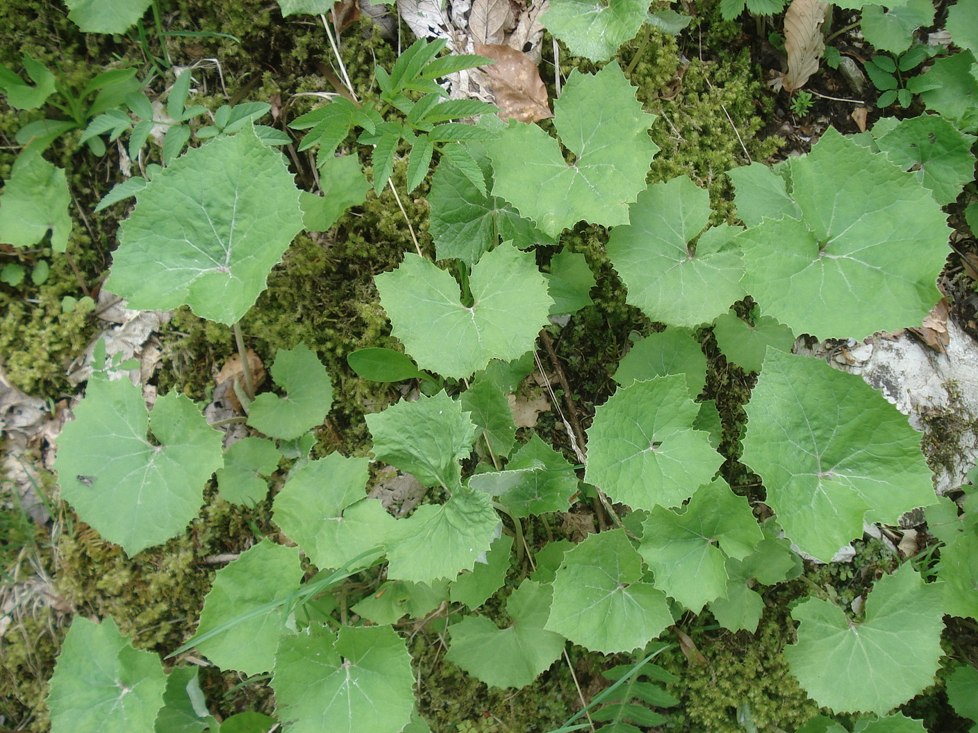 Petasites.albus x paradoxus.cf.Slo-Kobarid.Berg.Kuk.1240m.18.Mai.23.JPG