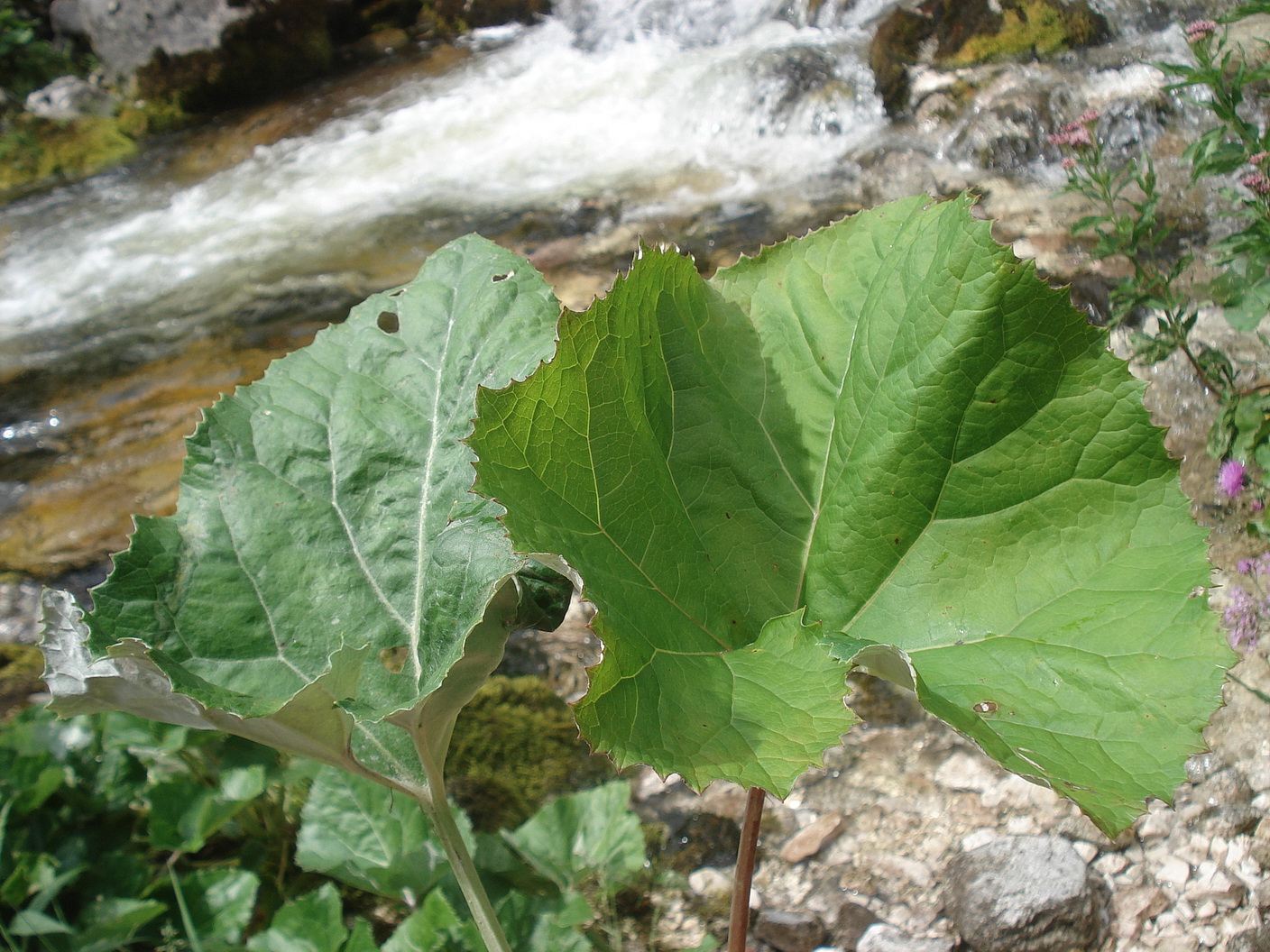 Petasites.albus x paradoxus.rechts.OÖ-Gimbach.b.Weißenbach.a.Attersee.31.Jul.22.JPG