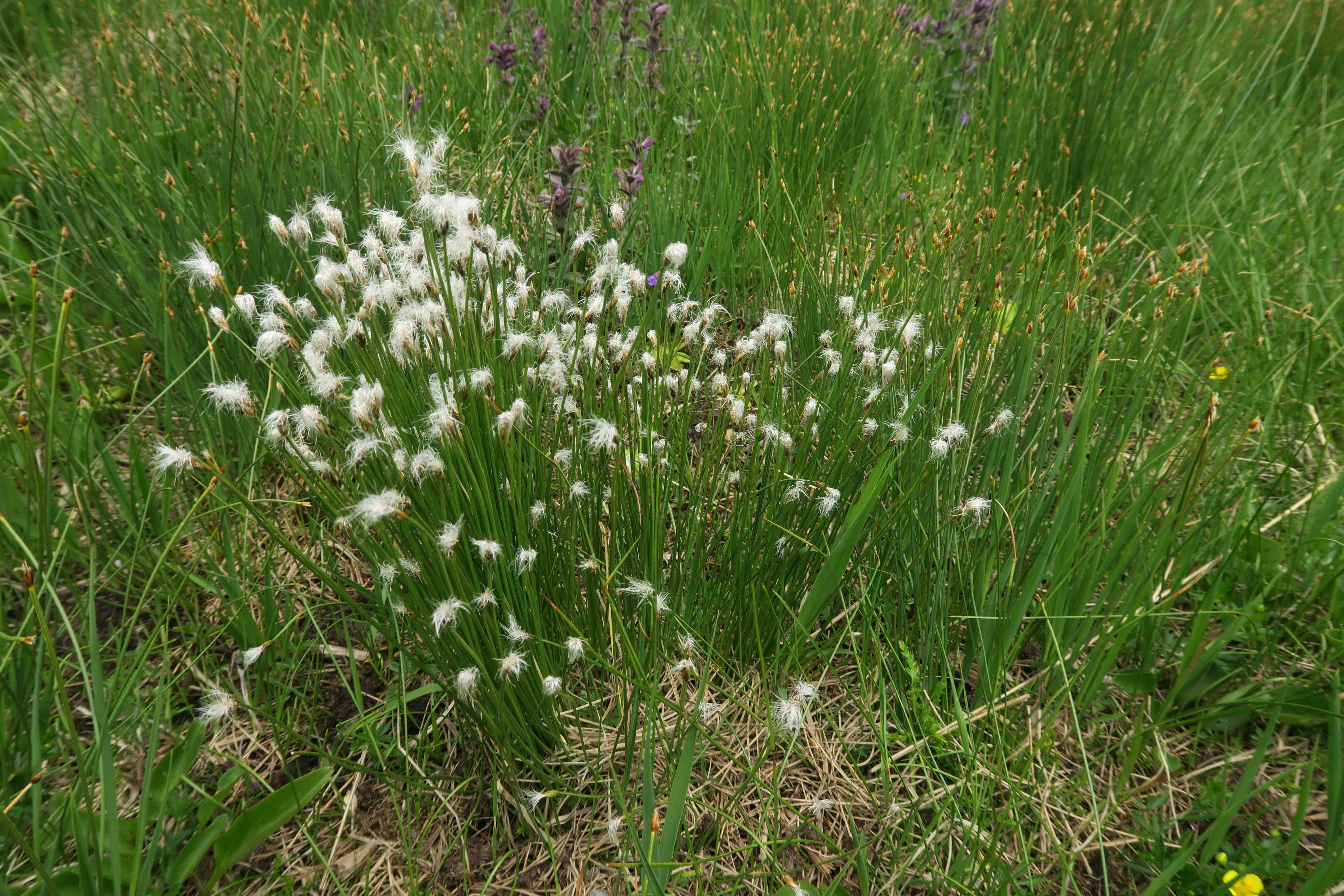 1 b Trichophorum alpinum Alpen-Haarbinse fr (Franz), Turracher Höhe zerstörter Moorsee (Meierbrugg) 27.06.2023 C5X2 (3).jpg