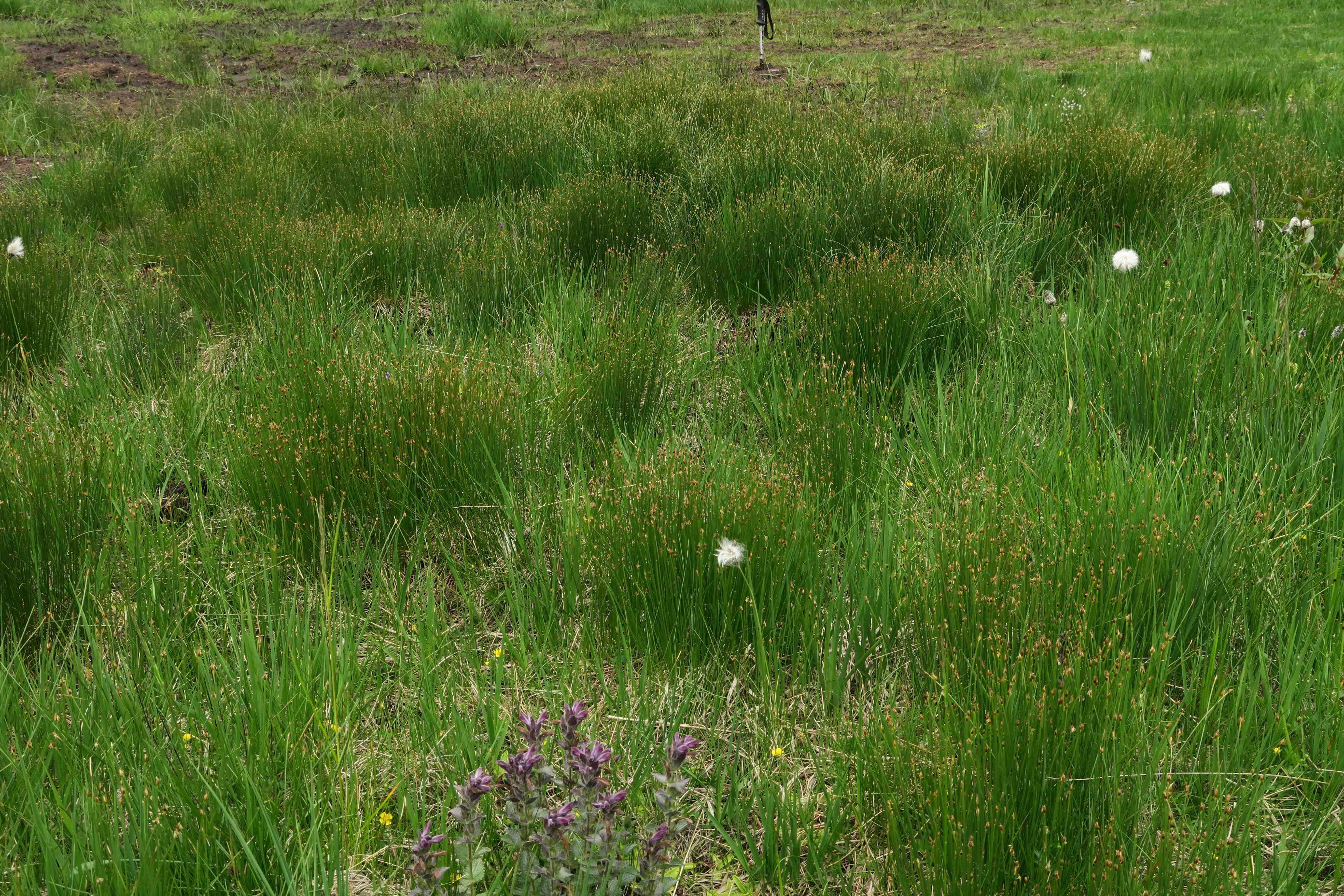 2 c Trichophorum cespitosum, Turracher Höhe zerstörter Moorsee n. B 95 (Meierbrugg) 27.06 (12).jpg