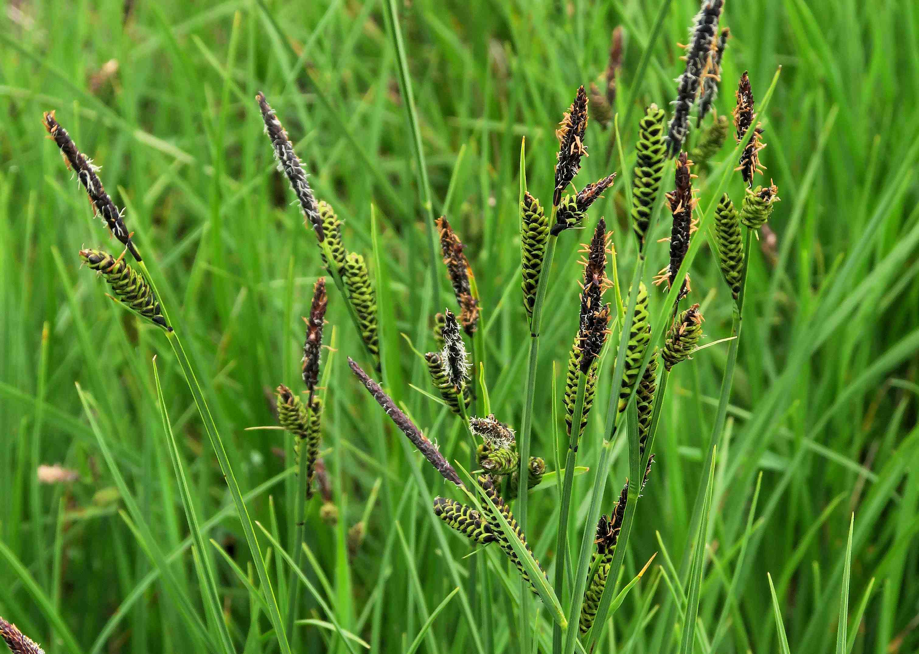 3 a Carex nigra Braun-Segge, Turracher Höhe zerstörter Moorsee n. B 95 (Meierbrugg) 27.06.2023 C5X2 (6).jpg