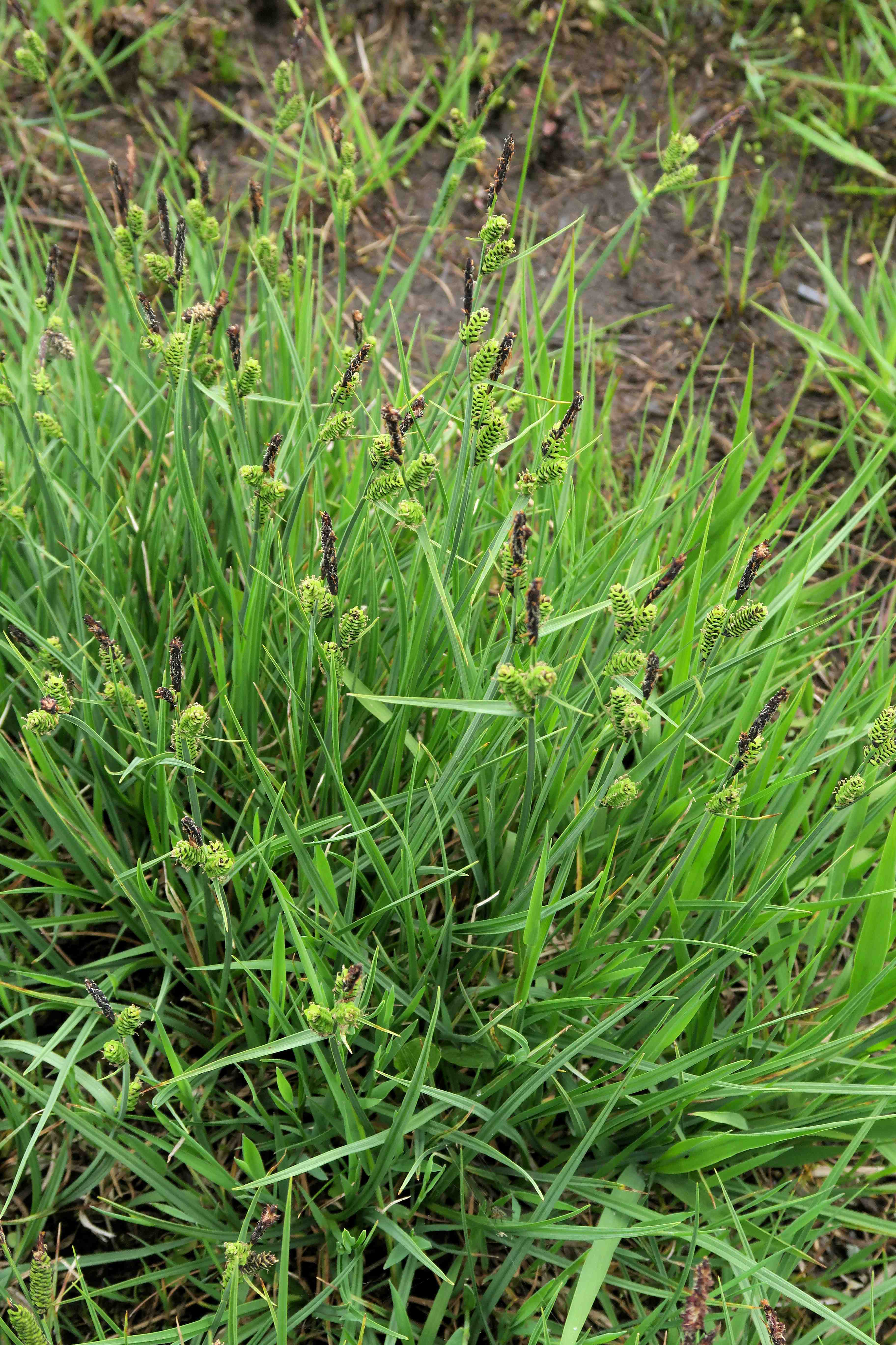 3 c Carex nigra Braun-Segge (PlantNet), Turracher Höhe zerstörter Moorsee n. B 95 (Meierbrugg) 27.06.2023 C5X2.jpg