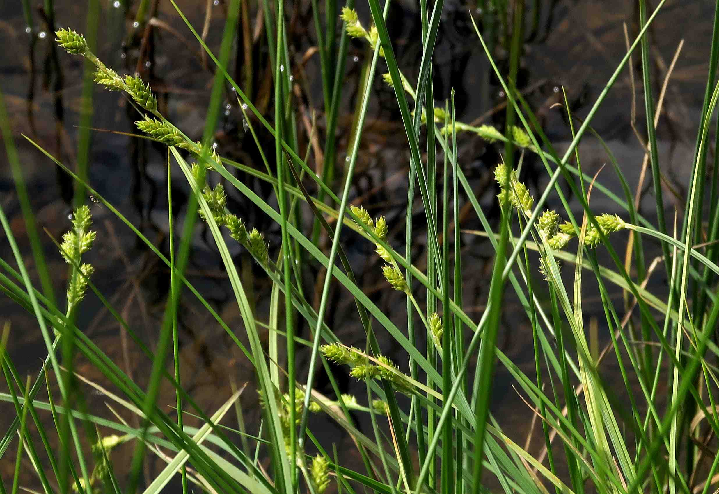 4 a Carex canescens Grau-Segge, Turracher Höhe Schwarzsee Gerinne neben StraßenRd 04.07.2023 C5X2 (5).jpg