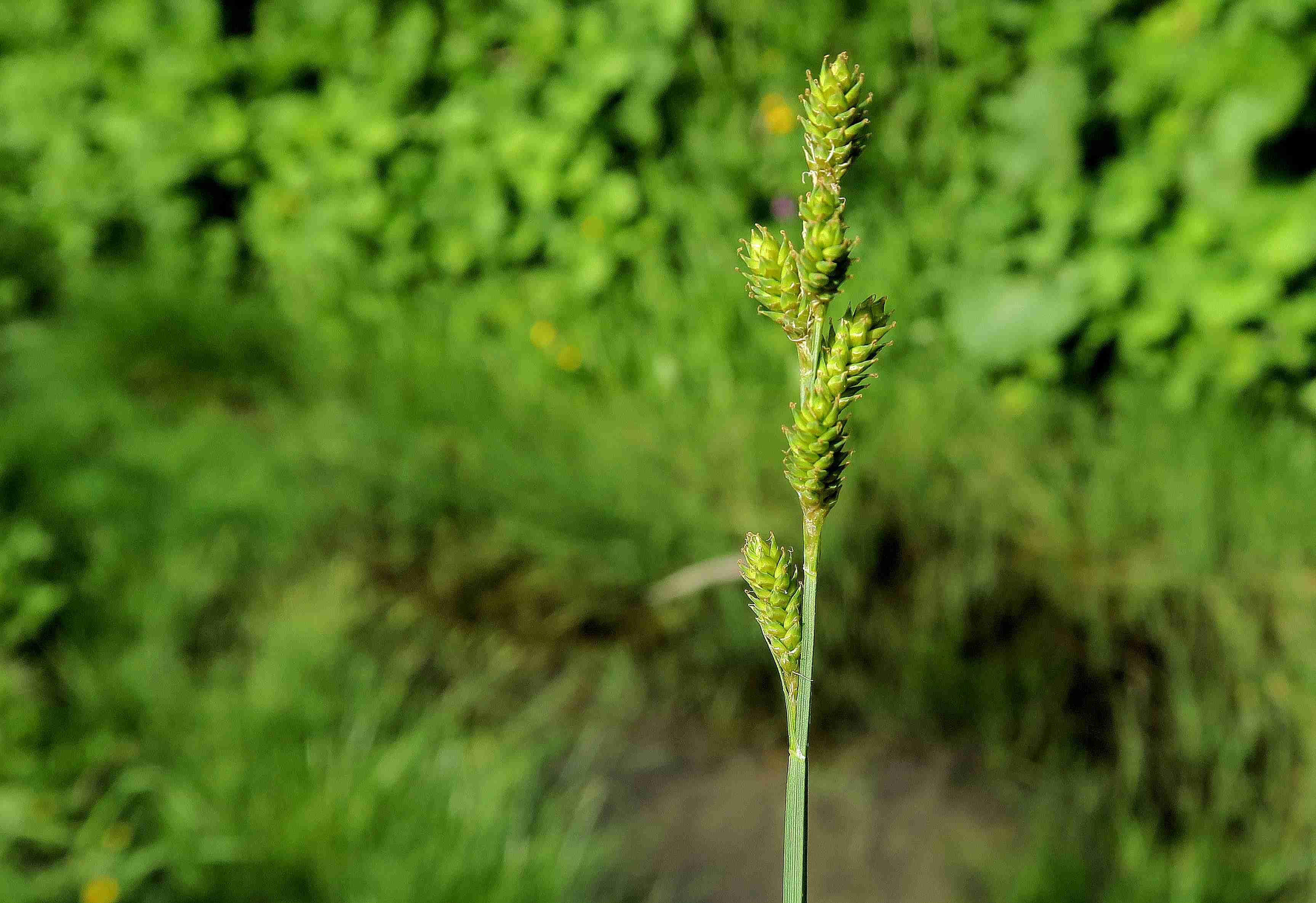 4 b Carex canescens Grau-Segge, Turracher Höhe Schwarzsee Gerinne neben StraßenRd 04.07.2023 C5X2 (6).jpg