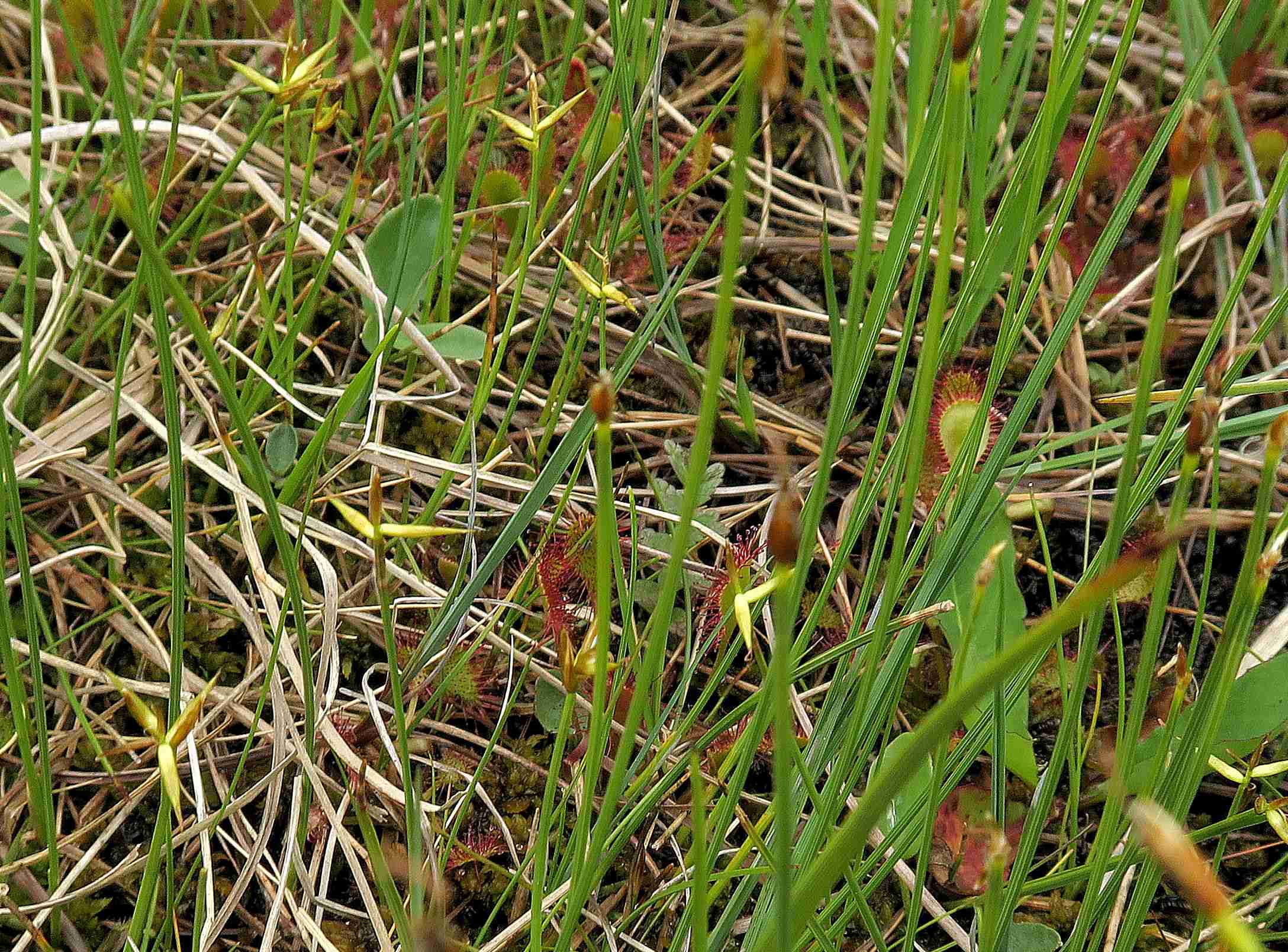 5 a Carex pauciflora Wenigblüten-Segge, Turracher Höhe Schwarzsee Nordufer 04.07.2023 C5X2 (9).jpg
