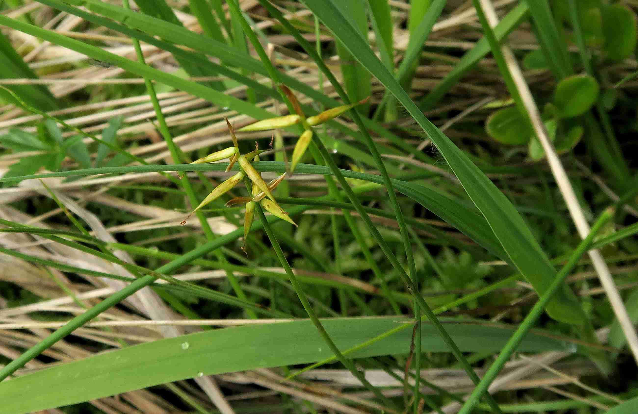 5 b Carex pauciflora Wenigblüten-Segge, Turracher Höhe Schwarzsee Nordufer 04.07.2023 C5X2 (5).jpg