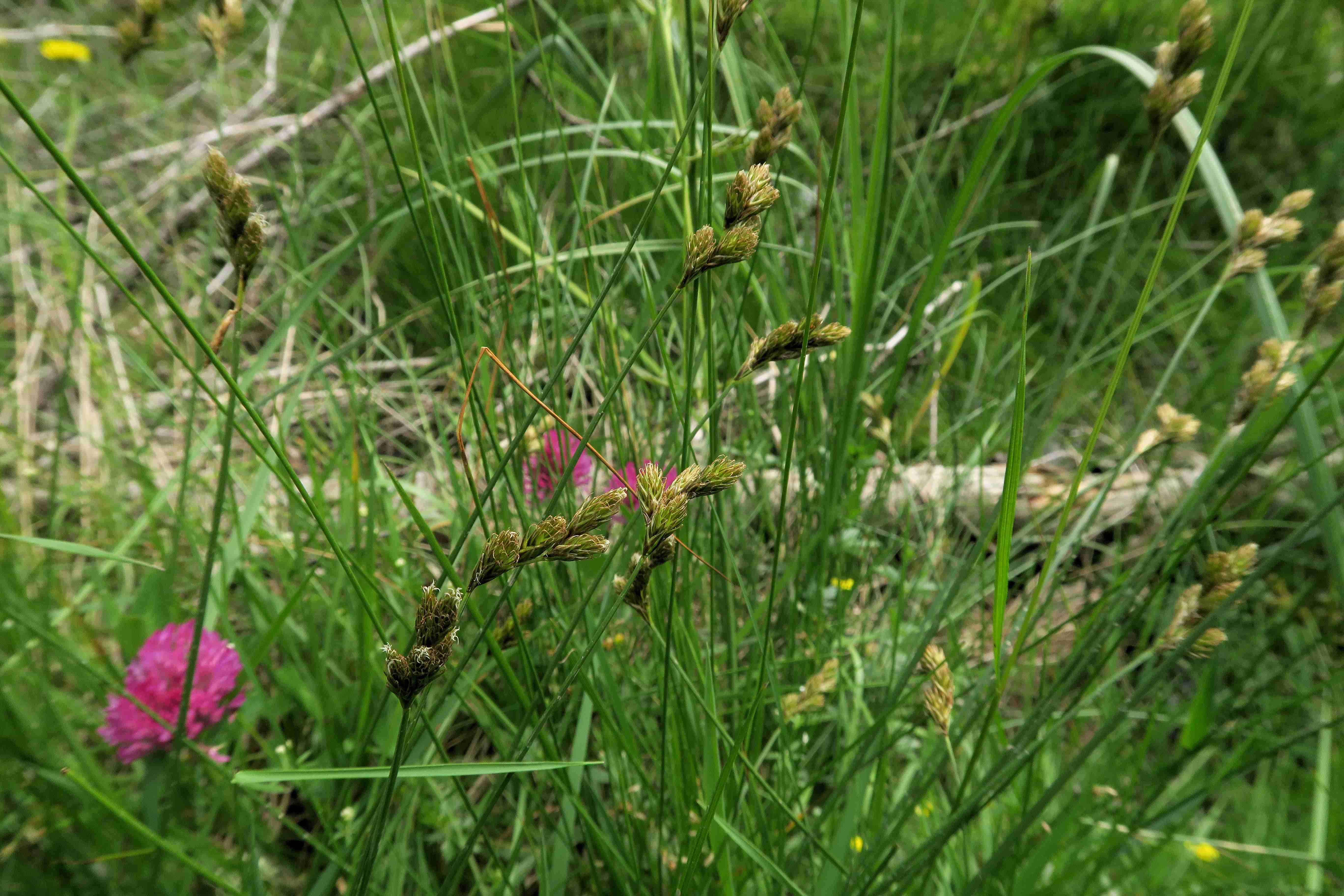 6 a Carex leporina Hasenpfoten-Segge, Autertal-Moor Rd 07.07.2023 C5X2 (14).jpg