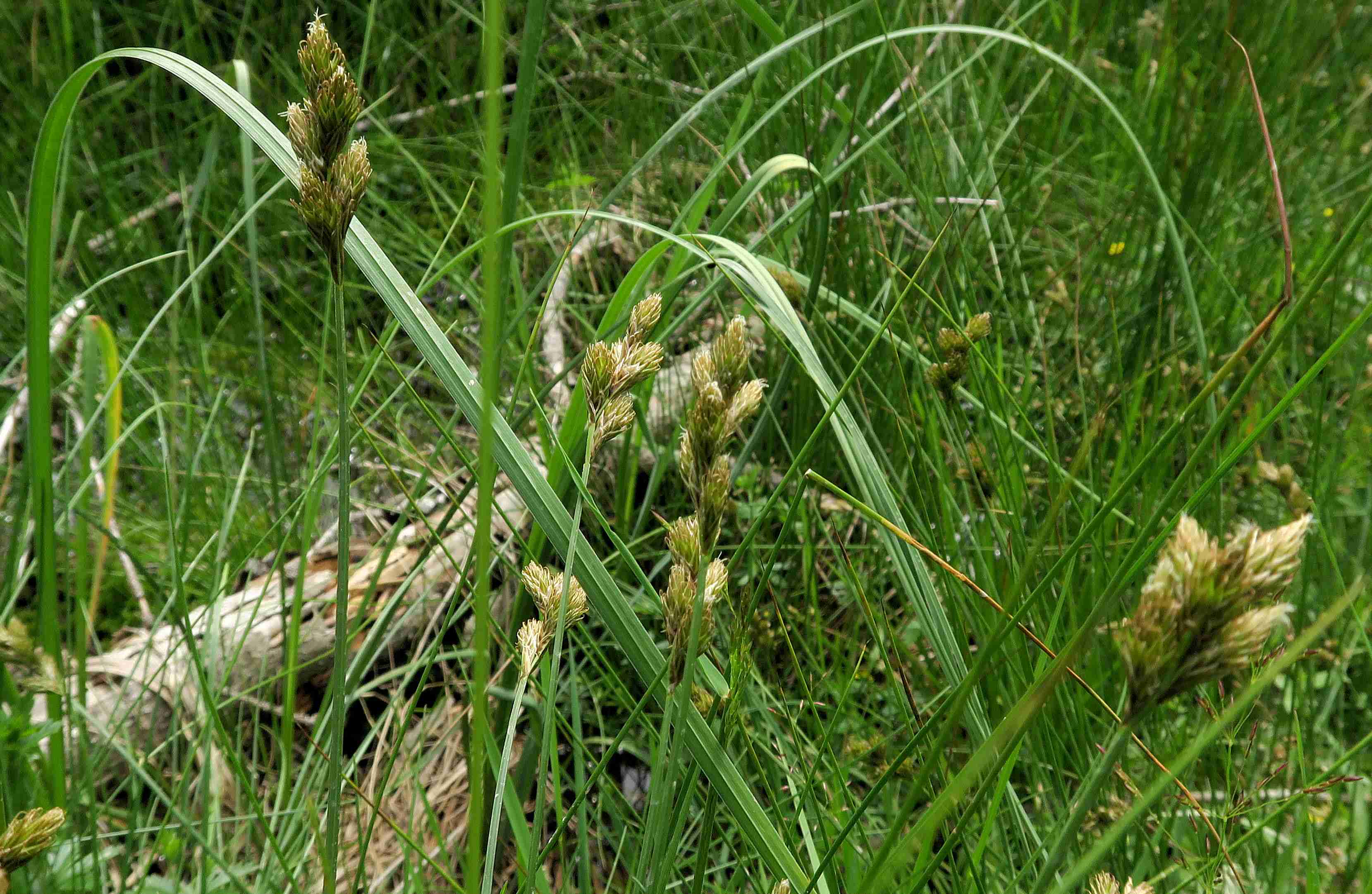 6 b Carex leporina Hasenpfoten-Segge, Autertal-Moor Rd 07.07.2023 C5X2 (16).jpg