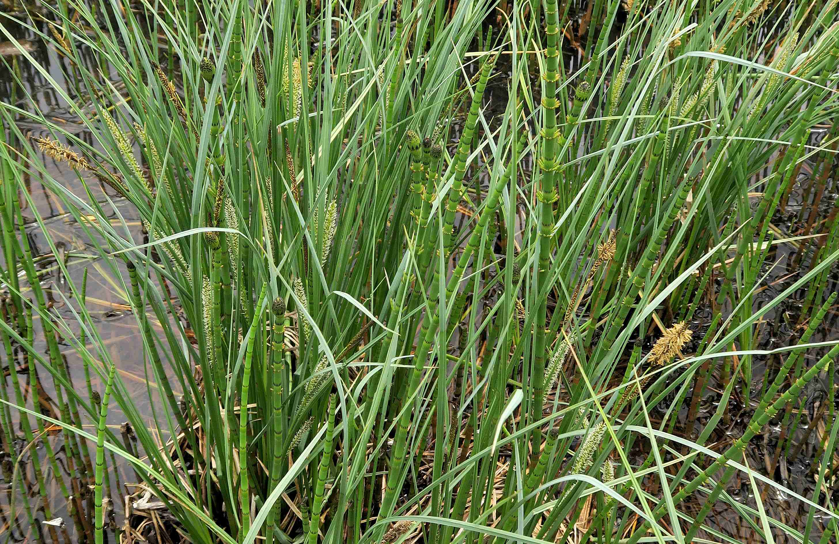 7 a Carex rostrata Schnabel-Segge, Turracher Höhe Turrachsee 27.06.2023 C5X2 (13).jpg