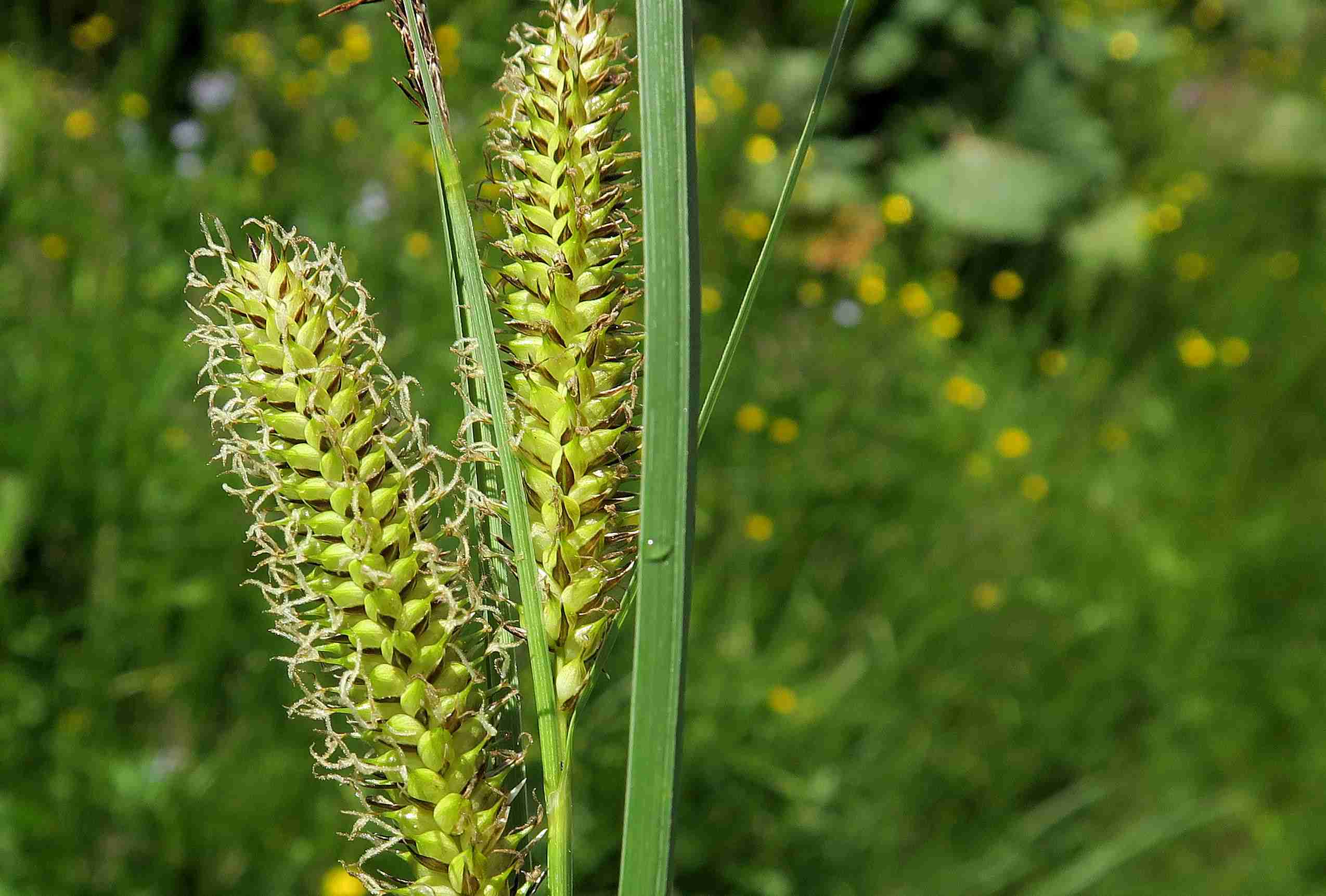 7 b Carex rostrata Schnabel-Segge, Turracher Höhe Pistenfeuchtwiese li 08.07.2023 C5X2 (6).jpg