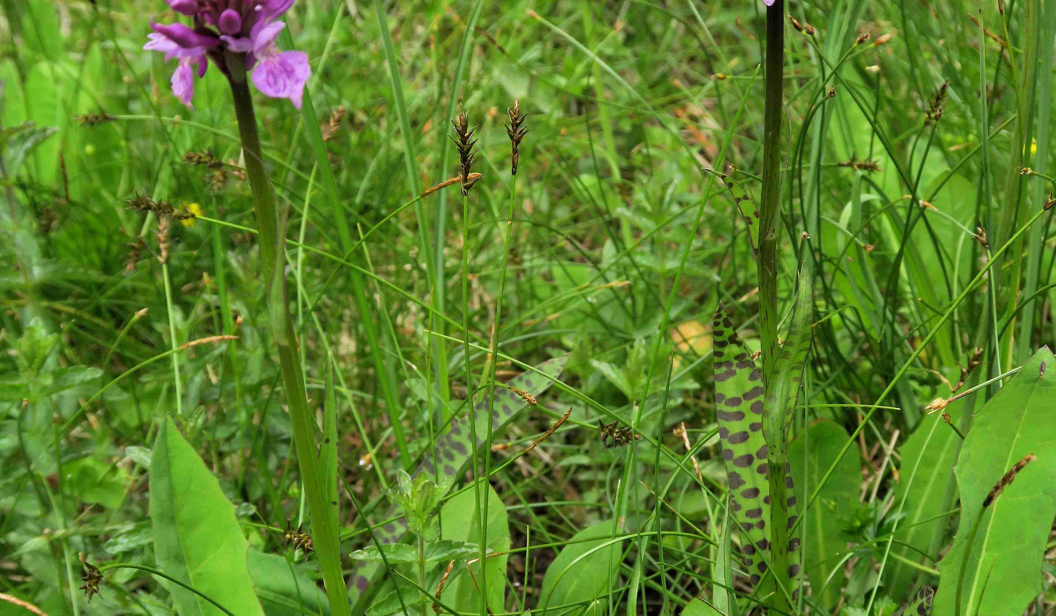 8 Carex sp. (davalliana) Stachelsegge), Turracher Höhe Karlsiedlung Bachquell-Wiese n. 02.07.2023 C5X2  (129) - Kopie.jpg