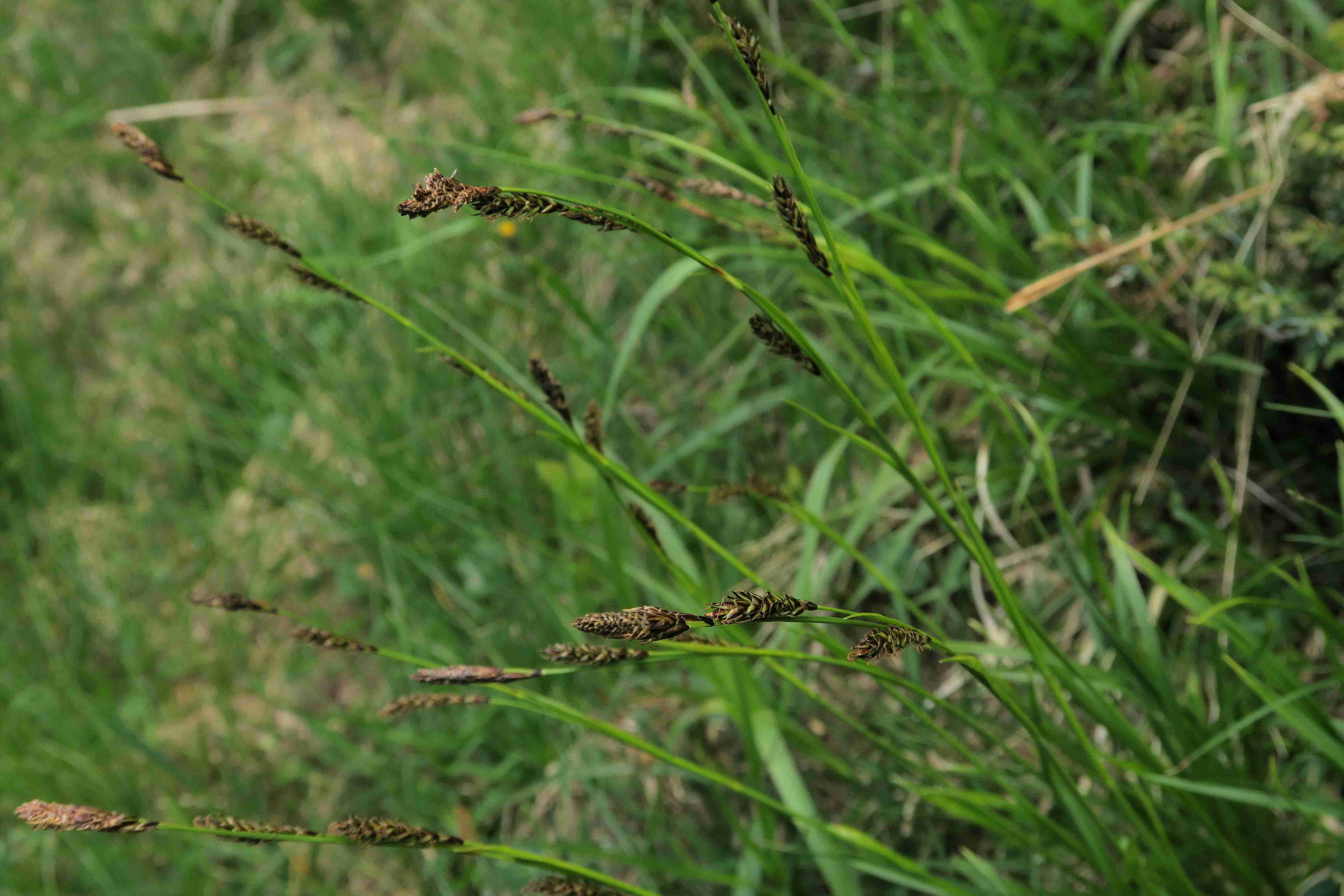 9 a Carex sp. (randlich zum Hang), Turracher Höhe Moor oberh. Karlsdlng 26.06.2023 C5X2 (6).jpg