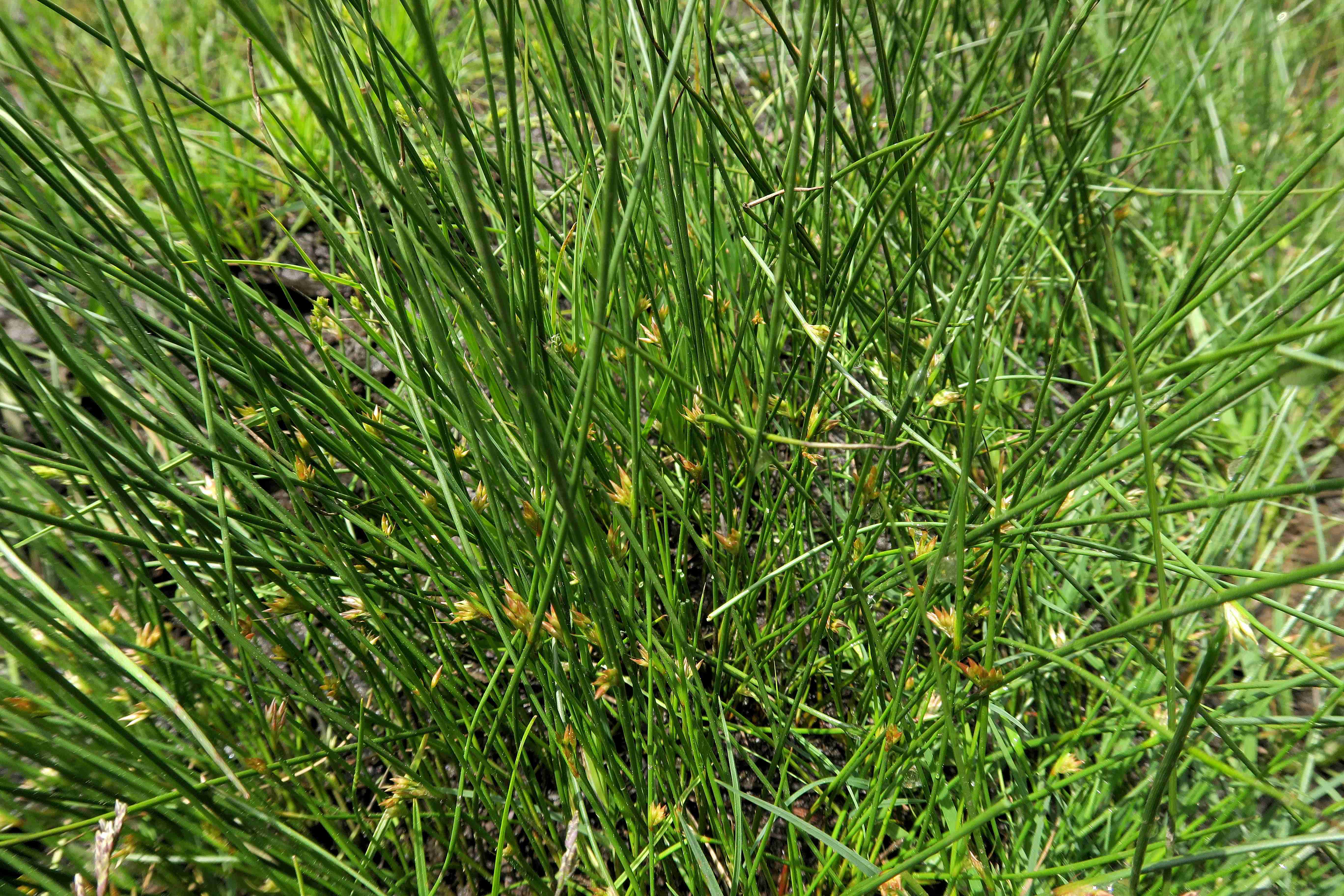 12 b Jucus filiformis Fadenbinse, Turracher Höhe Mooseralp-Moor 08.07.2023 C5X2 (139).jpg