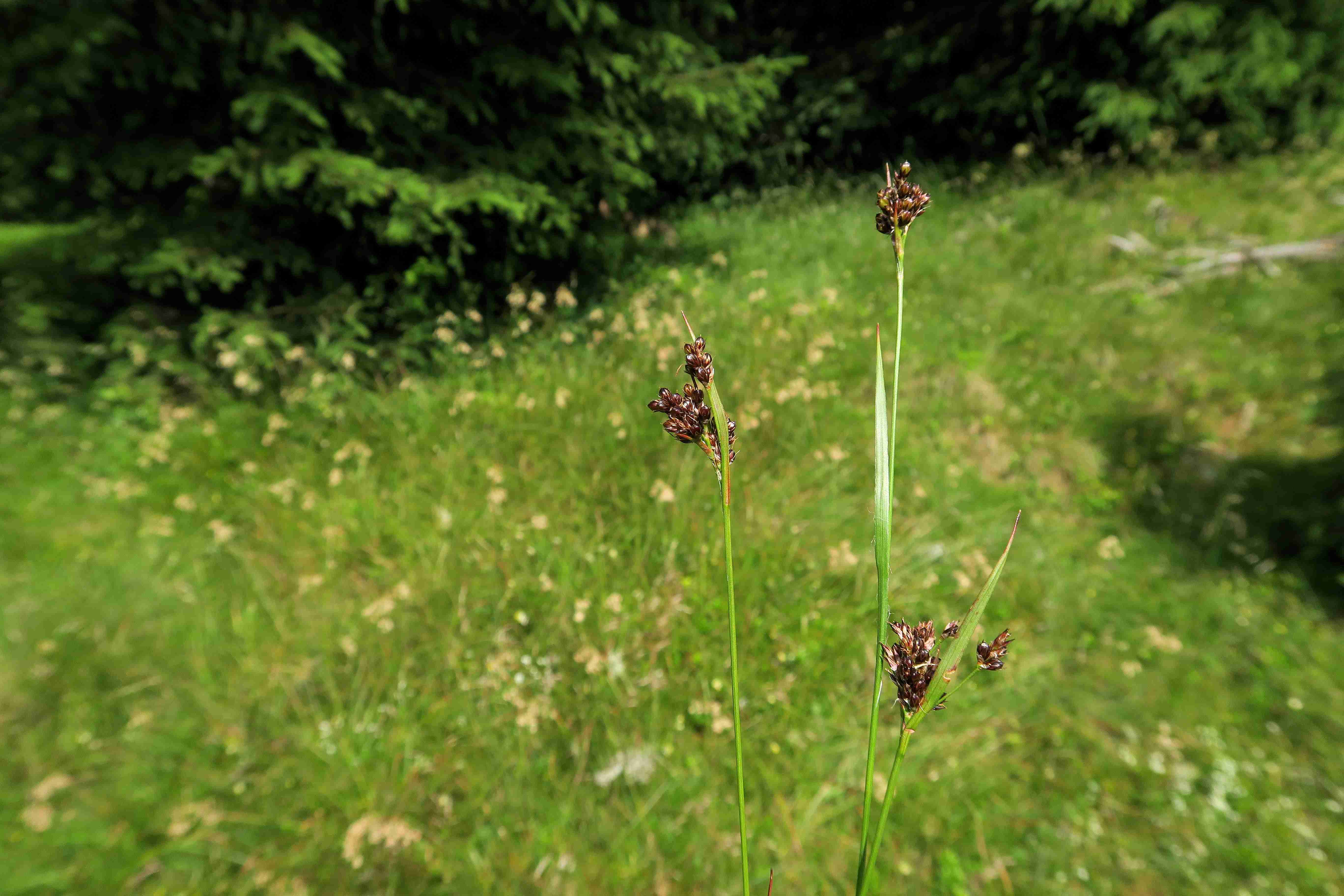 13 a Luzula multiflora Vielblütige Hainsimse, Autertal-Moor Zirbenwiese west 07.07.2023 C5X2 (2).jpg