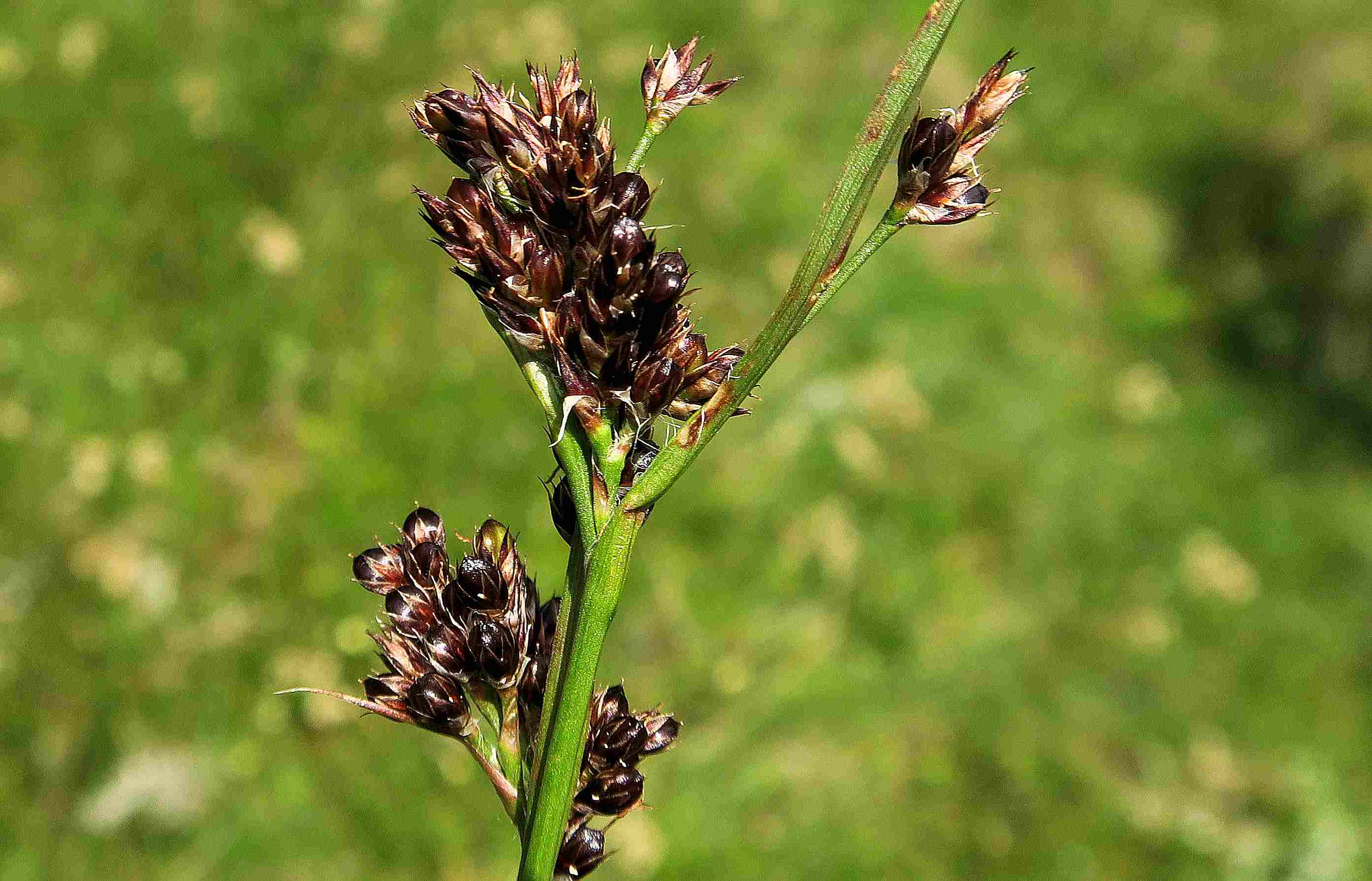 13 b Luzula multiflora Vielblütige Hainsimse, Autertal-Moor Zirbenwiese west 07.07.2023 C5X2 (5).jpg