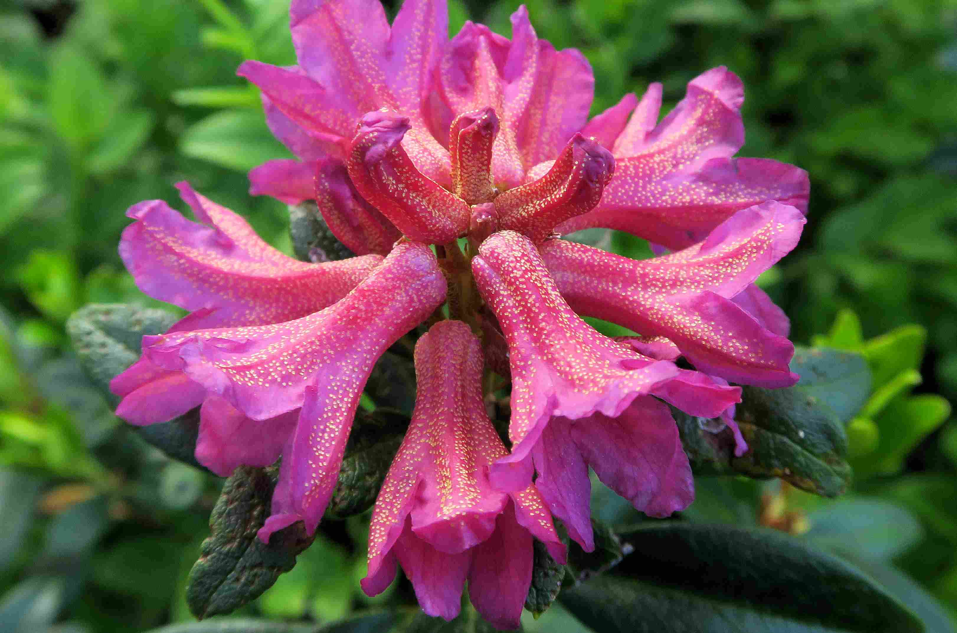 2 Rhododendron ferrugineum Rost-Alpenrose, Turracher Höhe Böschung B 95 zum ZirbenWld 25.06 (3).jpg