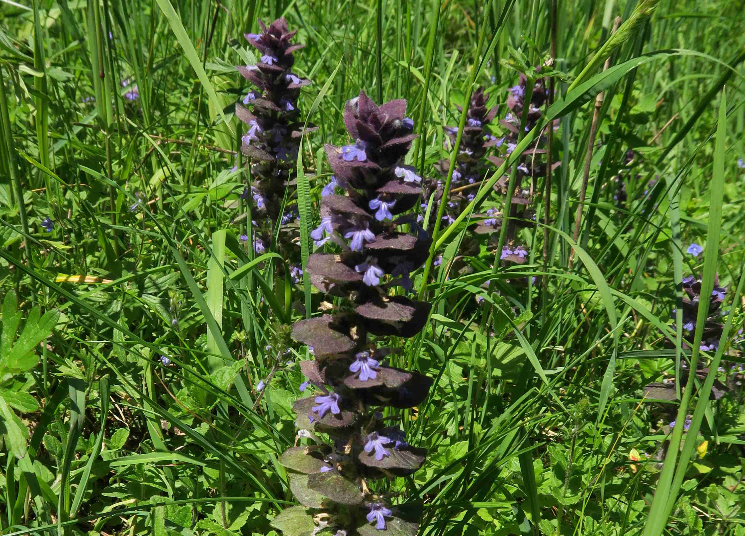 3 Ajuga pyramidalis Pyramiden-Günsel, Nockalmstraße Grundalm 29.06.2023 C5X2 (15).jpg